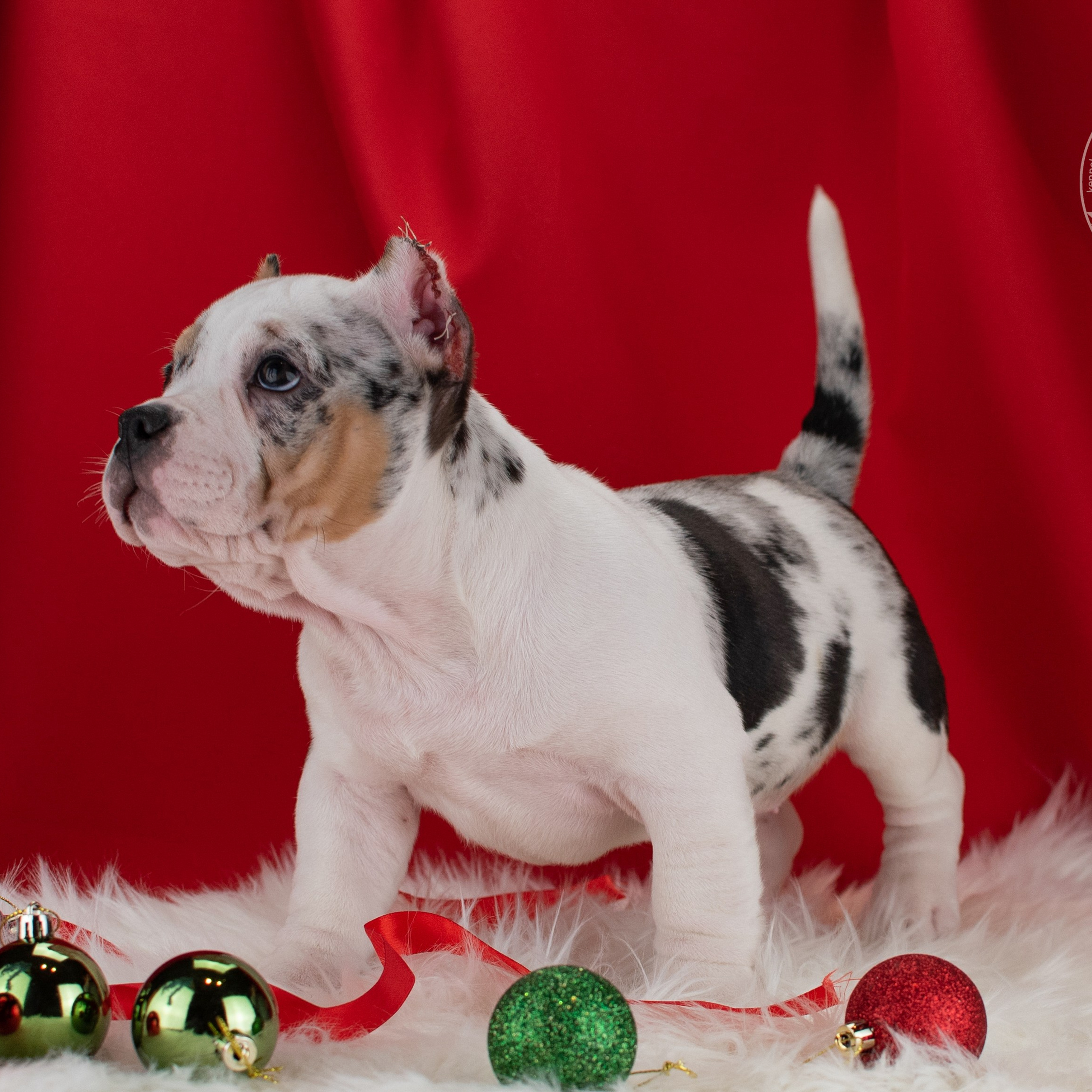 Баффи - сука покет американский булли  в окрасе мерль, свободный щенок для продажи