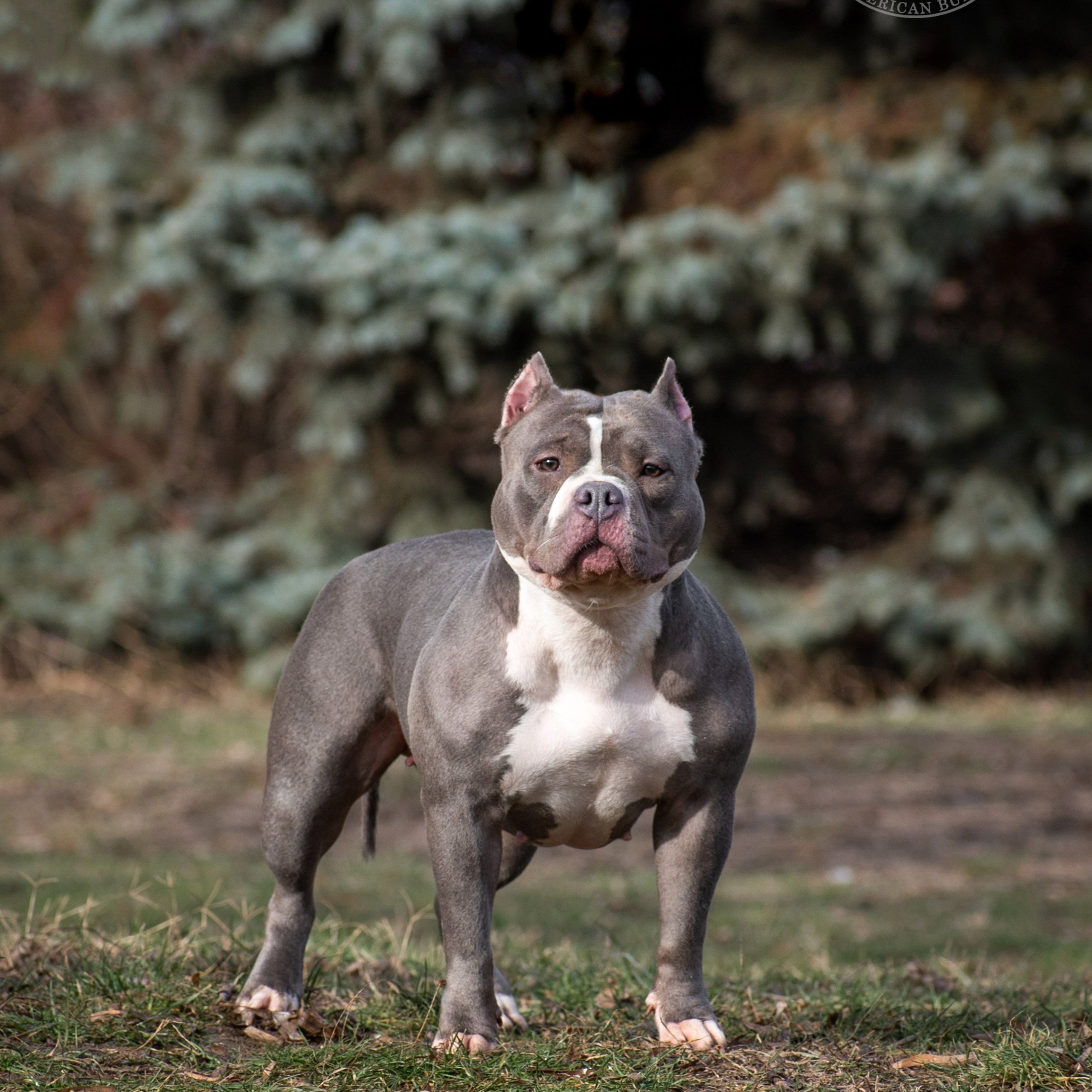 Нора - сука американский Булли классик