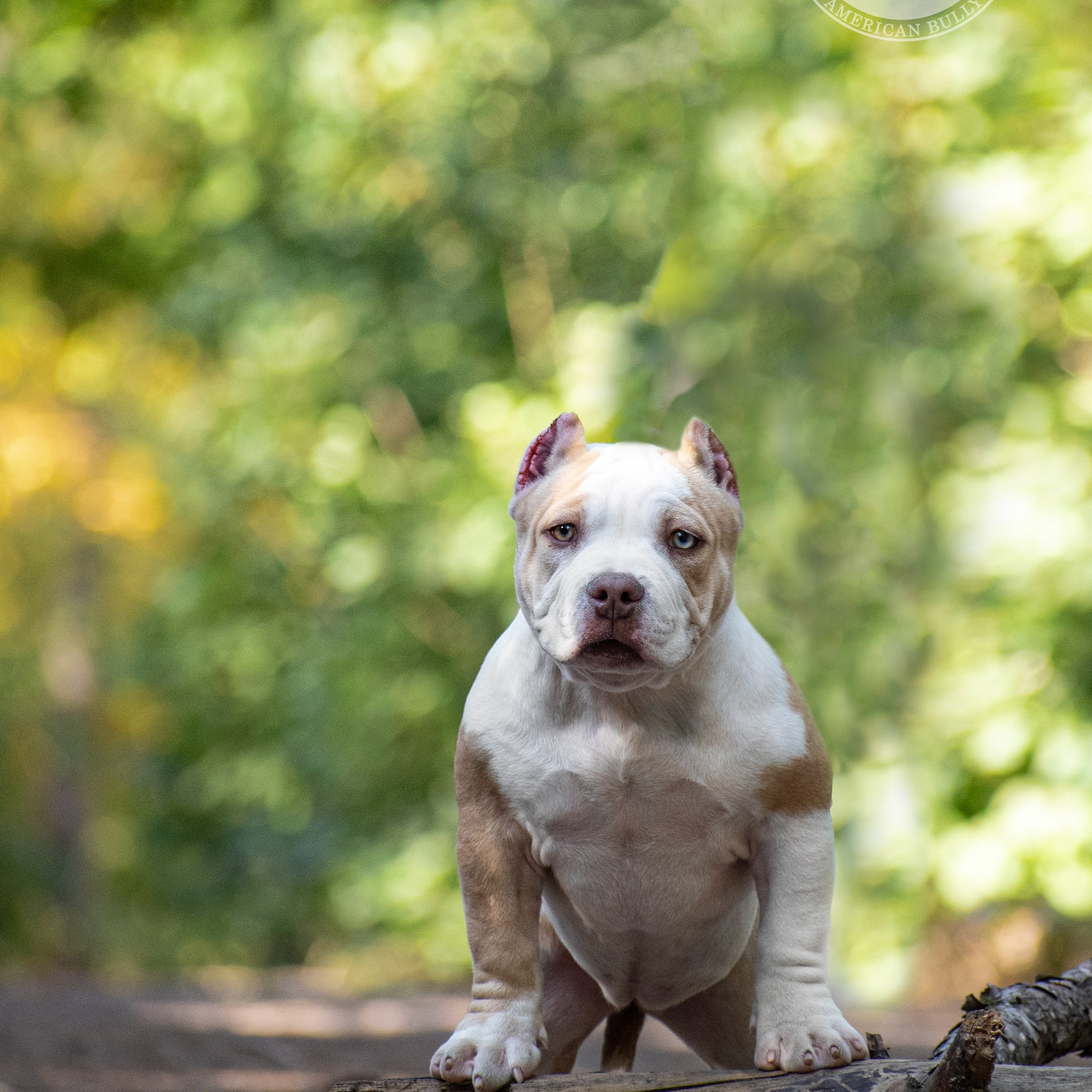 Мила - сука в лилово-палевом окрасе, покет, живет в Ростовской области