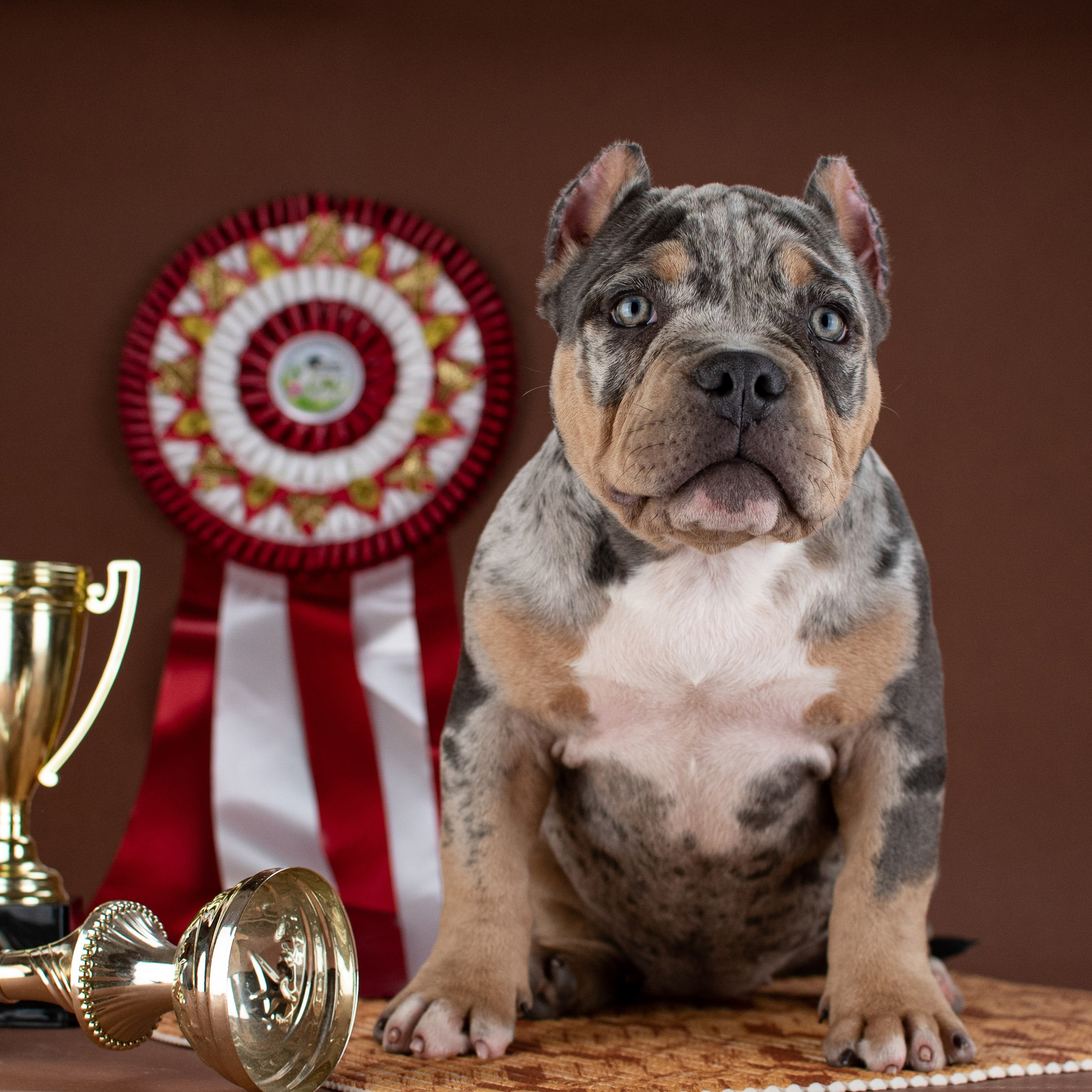Пандора - сука американский булли покет в мраморном окрасе, живет в Ростове, живет в Ростове-на-Дону