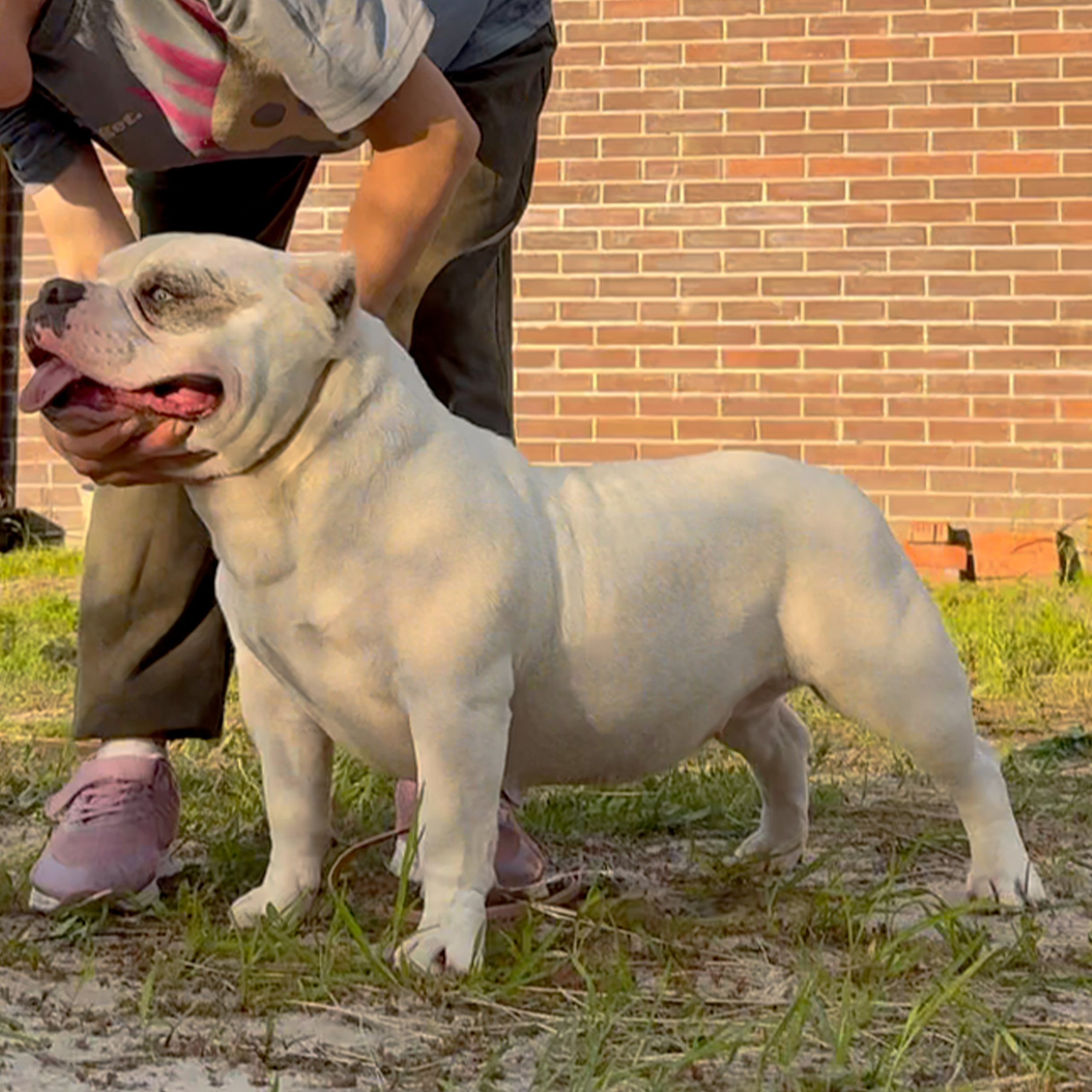 Главная — разработка. Американский Булли в г. Ростов-на-Дону. Питомник THE POWER OF SIBERIA
