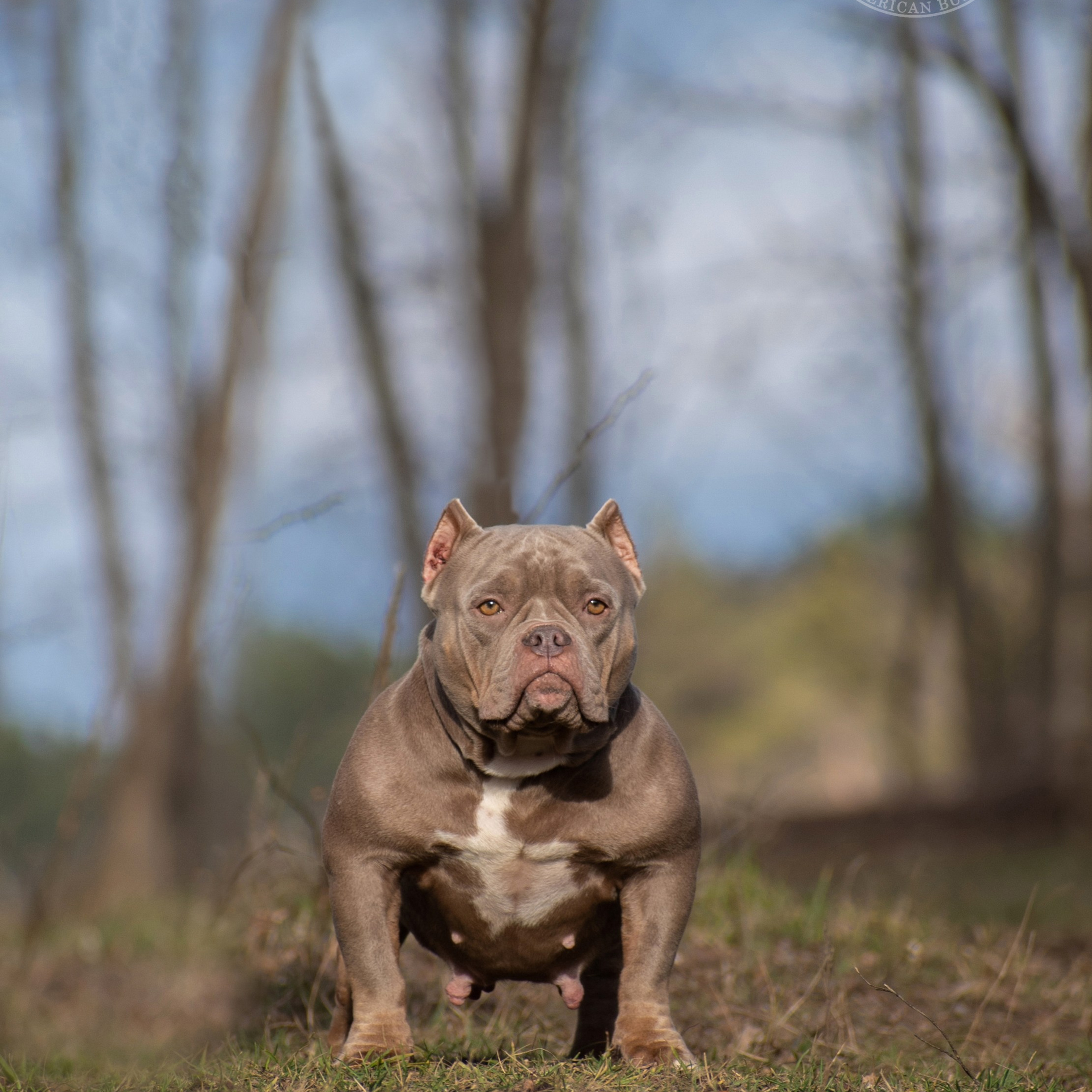 Шери - сука американский булли в лиловом окрасе