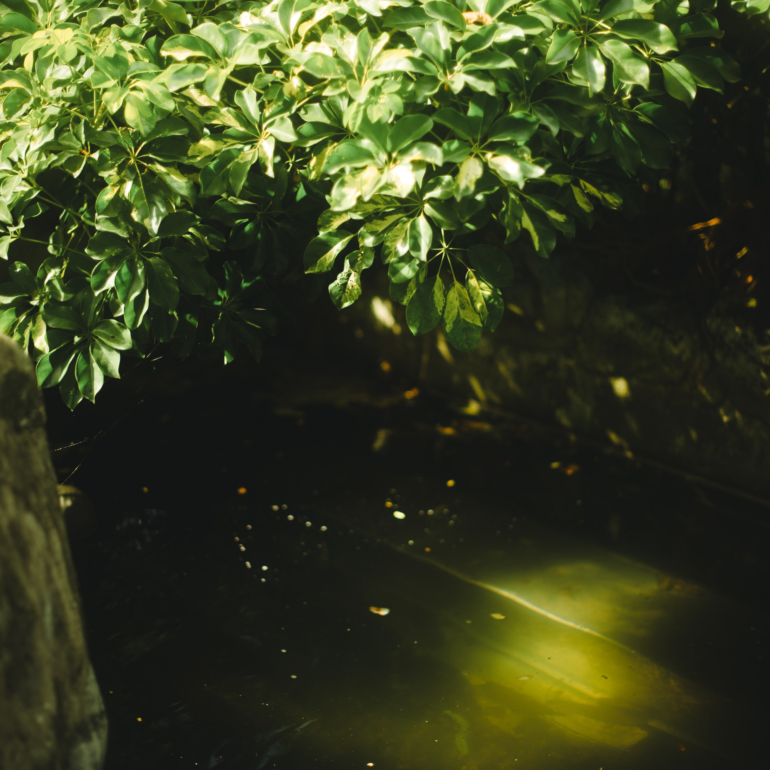 Ботанический сад • Perdana Botanical Gardens. Фотограф Катя Любина