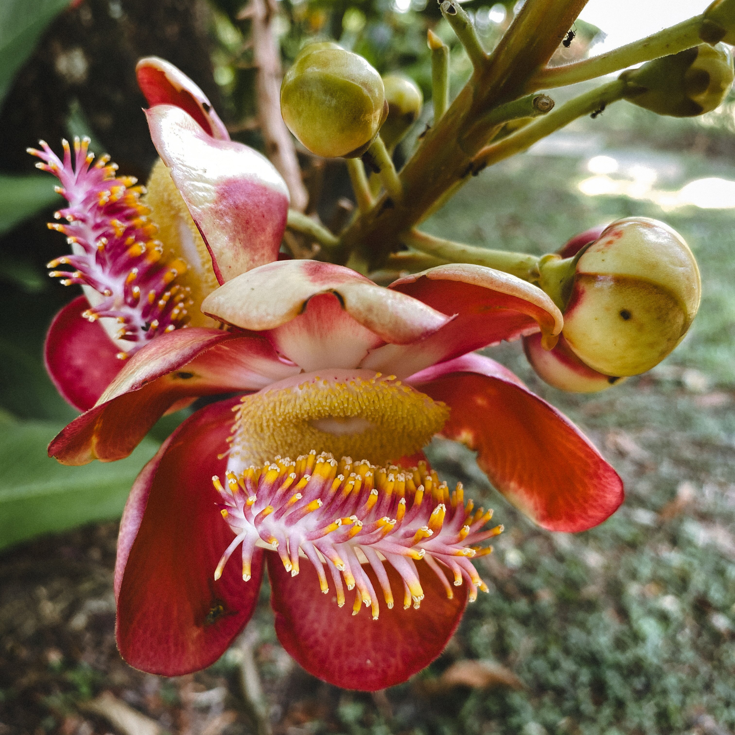 Ботанический сад • Perdana Botanical Gardens. Фотограф Катя Любина