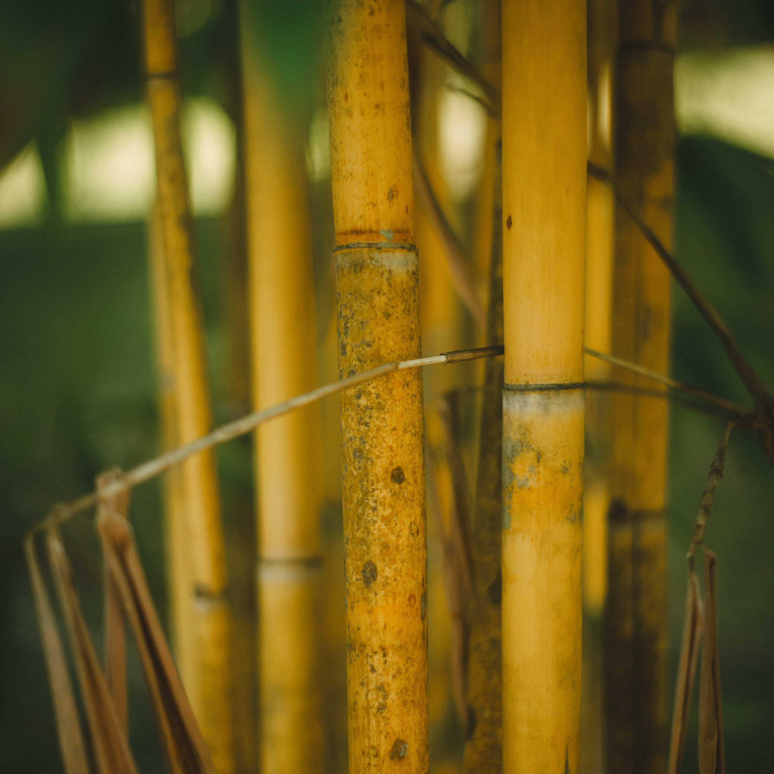 Ботанический сад • Perdana Botanical Gardens. Фотограф Катя Любина