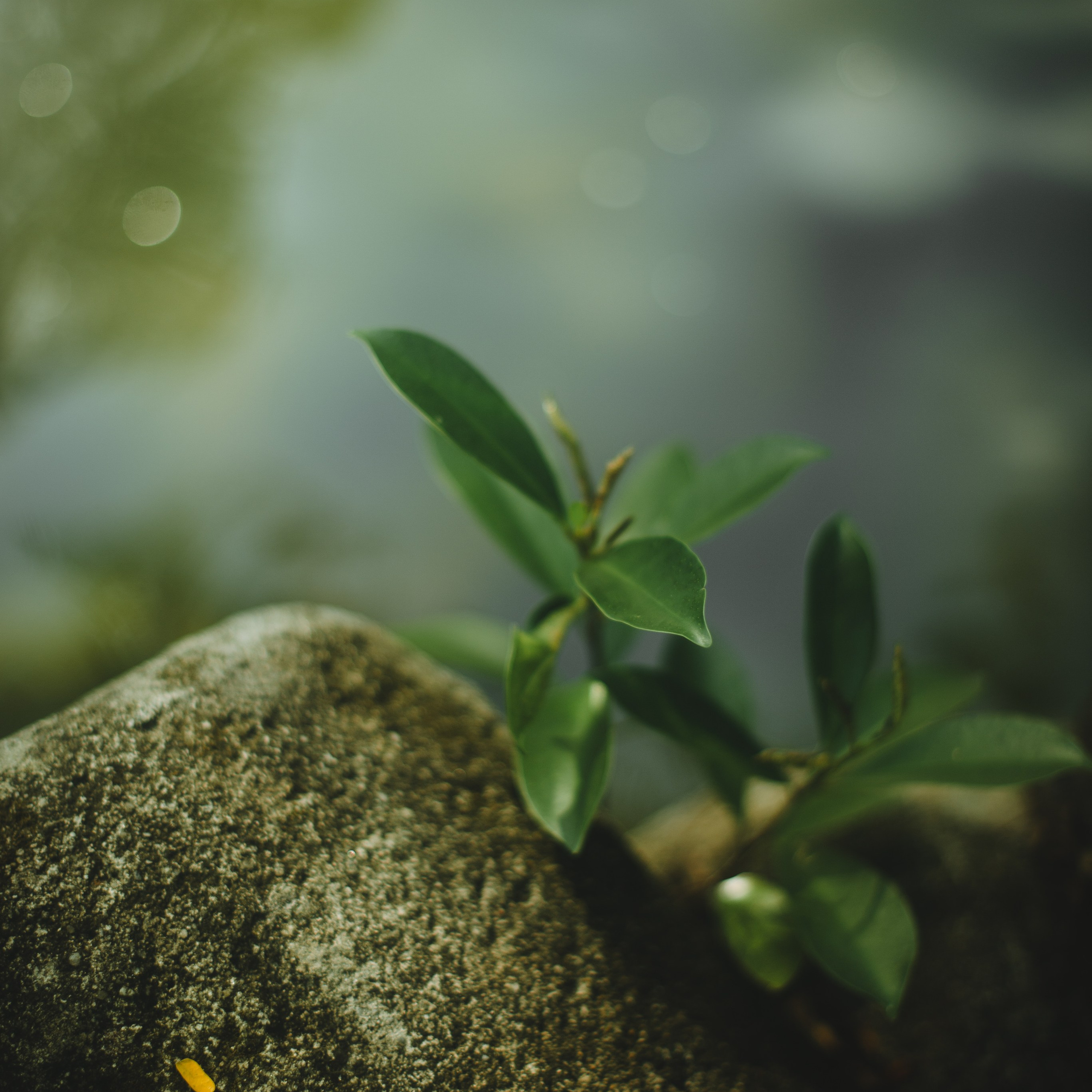 Ботанический сад • Perdana Botanical Gardens. Фотограф Катя Любина