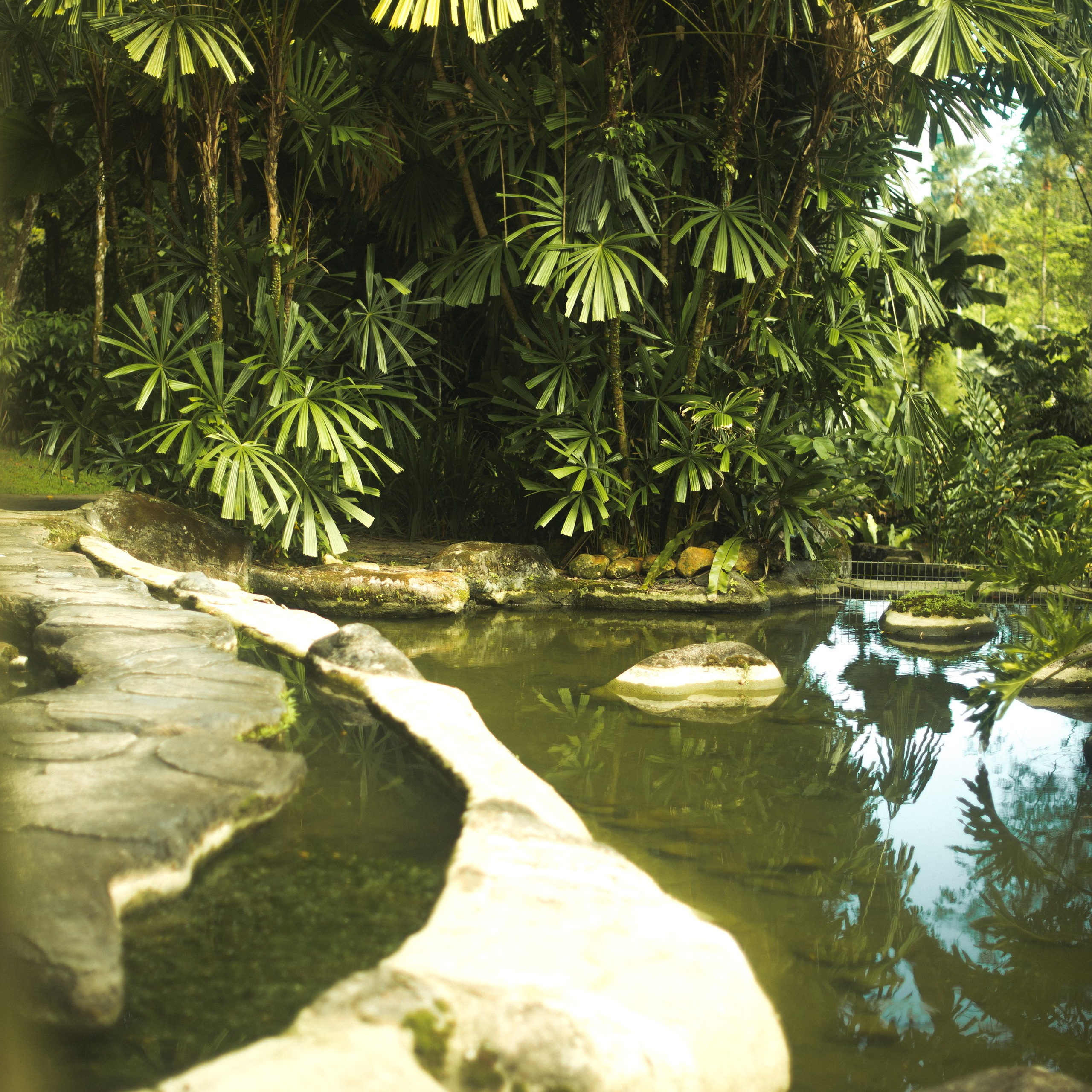 Ботанический сад • Perdana Botanical Gardens. Фотограф Катя Любина