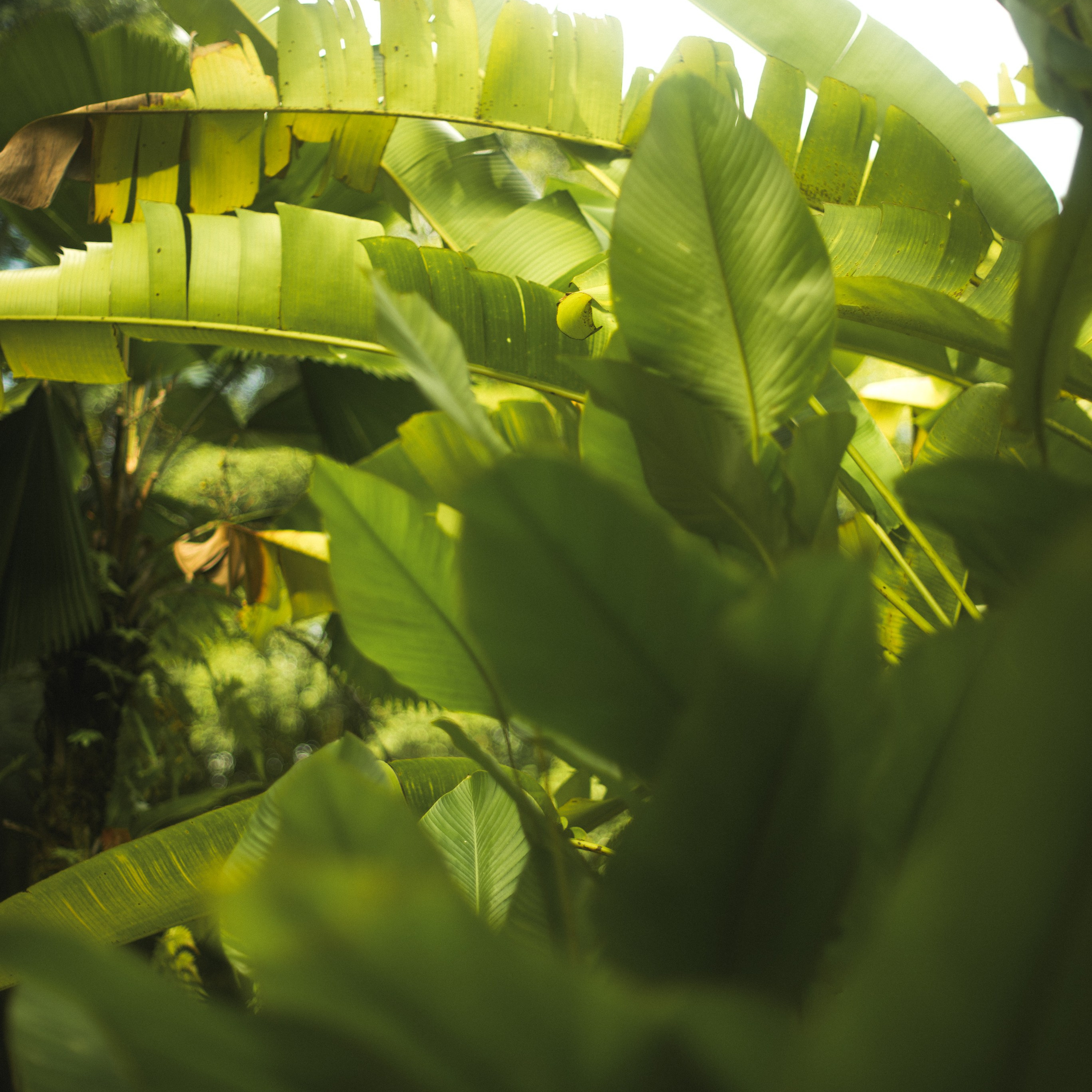 Ботанический сад • Perdana Botanical Gardens. Фотограф Катя Любина