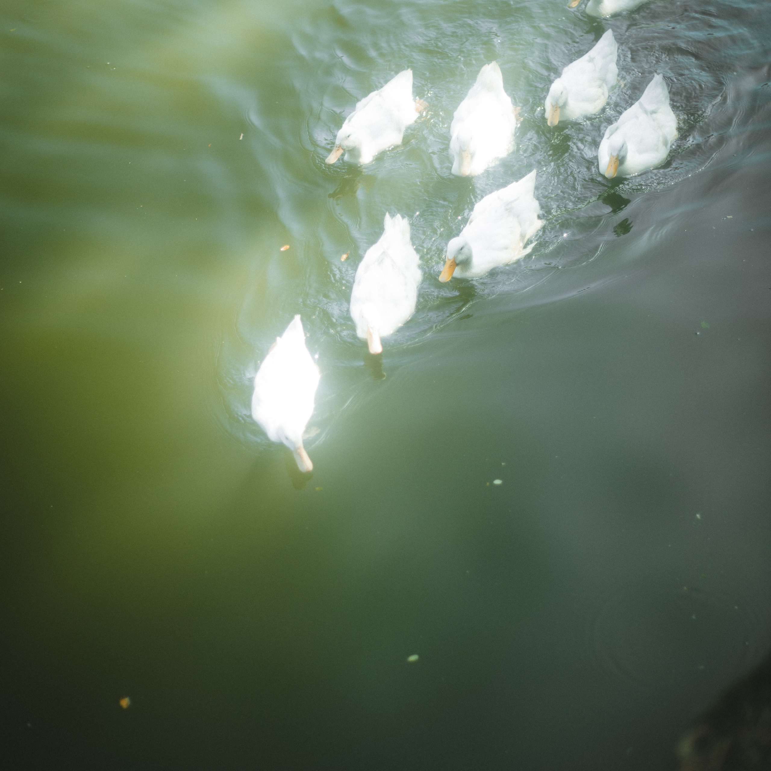 Ботанический сад • Perdana Botanical Gardens. Фотограф Катя Любина