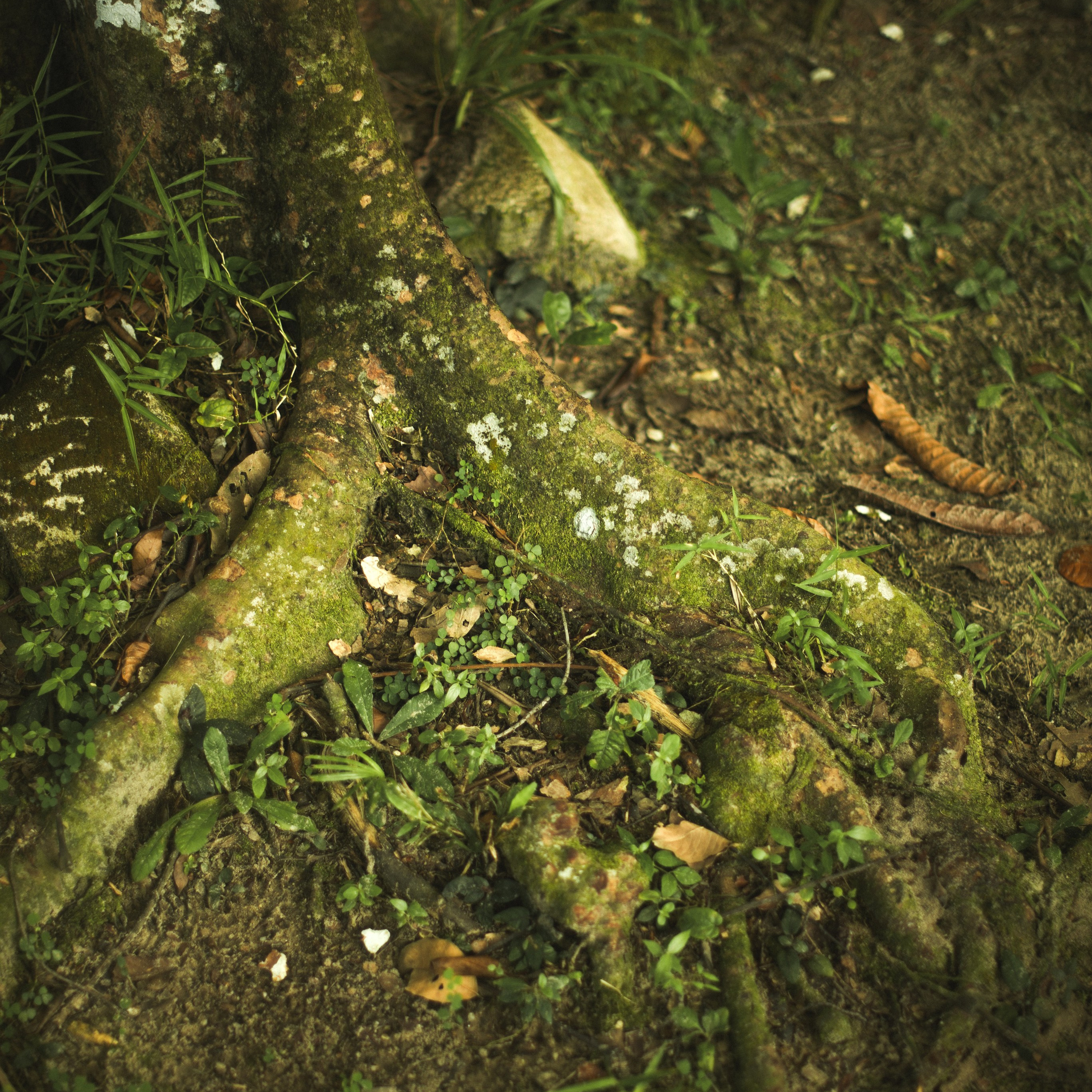 Ботанический сад • Perdana Botanical Gardens. Фотограф Катя Любина