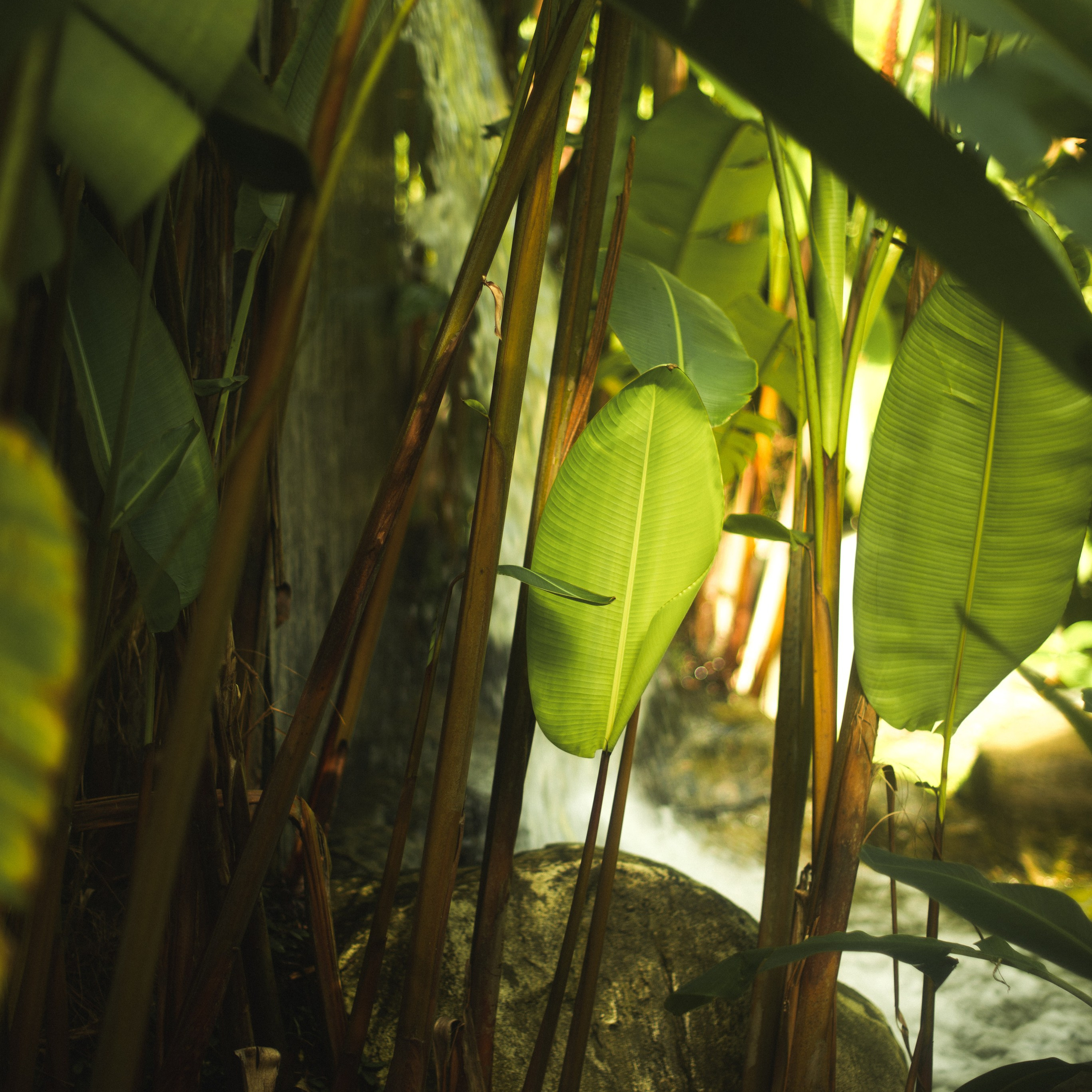 Ботанический сад • Perdana Botanical Gardens. Фотограф Катя Любина