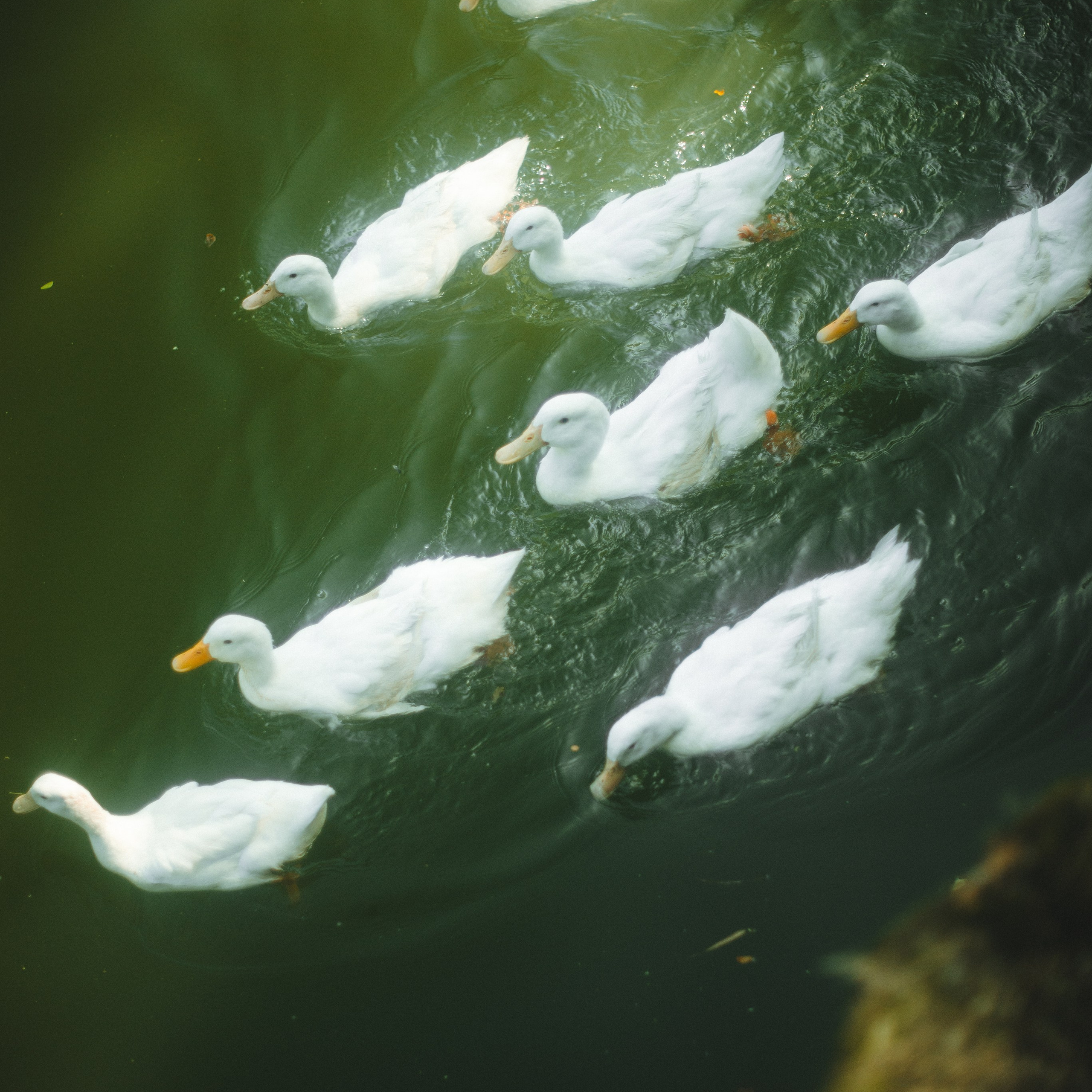 Ботанический сад • Perdana Botanical Gardens. Фотограф Катя Любина