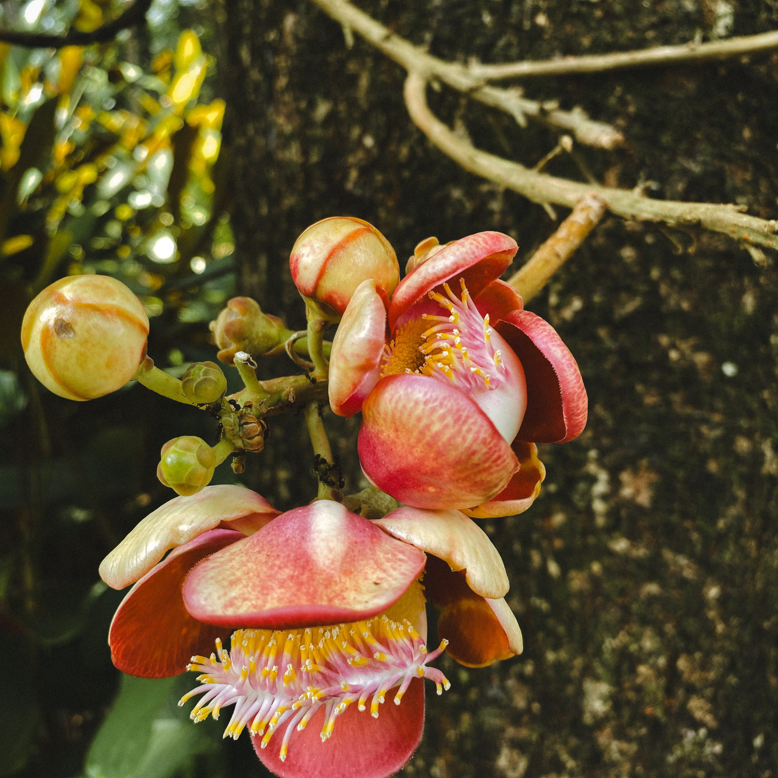 Ботанический сад • Perdana Botanical Gardens. Фотограф Катя Любина