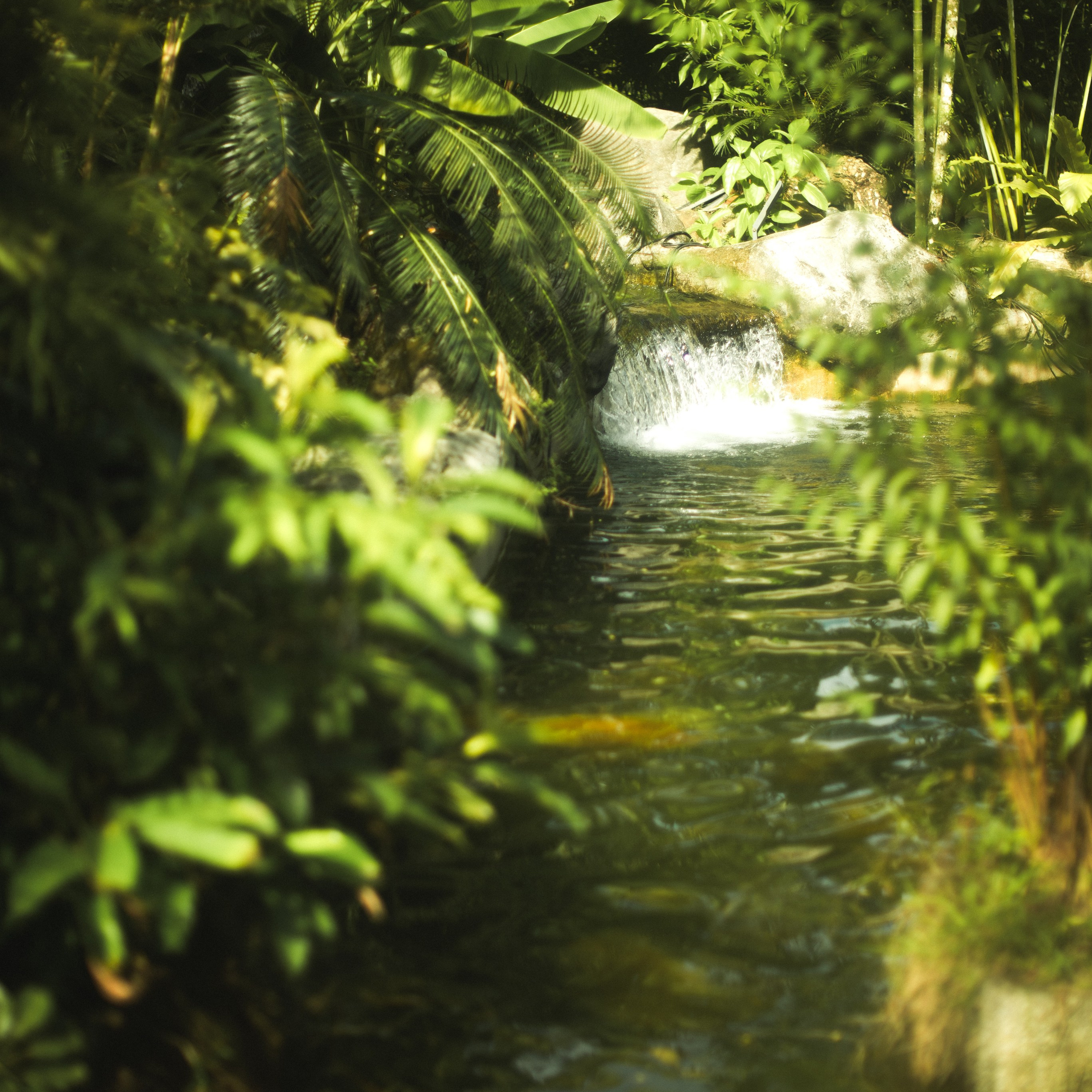 Ботанический сад • Perdana Botanical Gardens. Фотограф Катя Любина