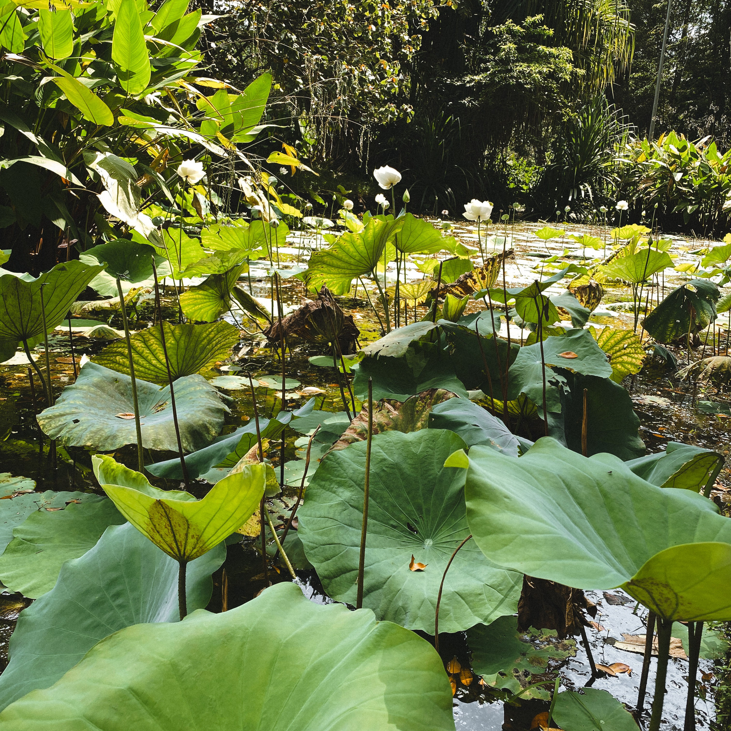 Ботанический сад • Perdana Botanical Gardens. Фотограф Катя Любина
