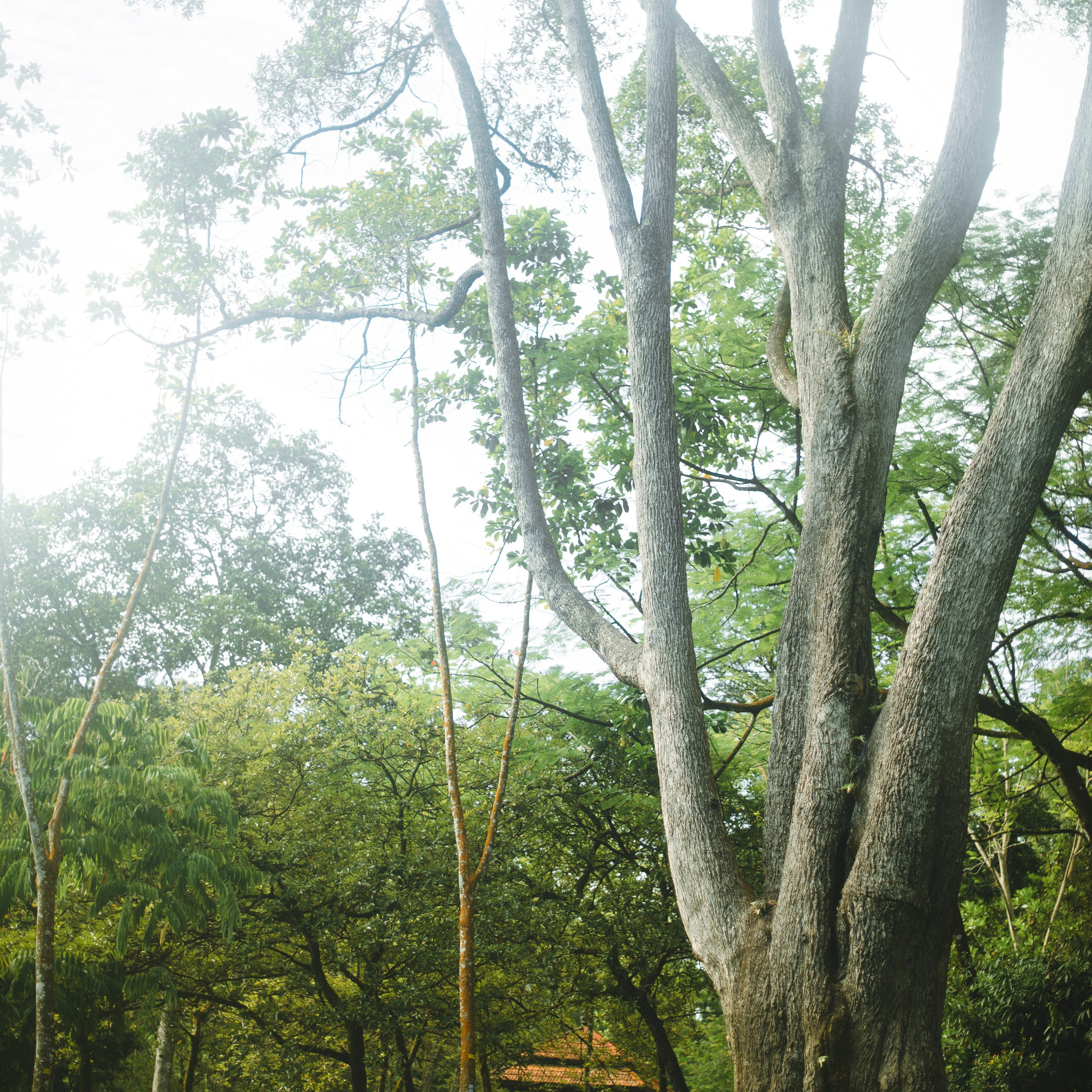 Ботанический сад • Perdana Botanical Gardens. Фотограф Катя Любина