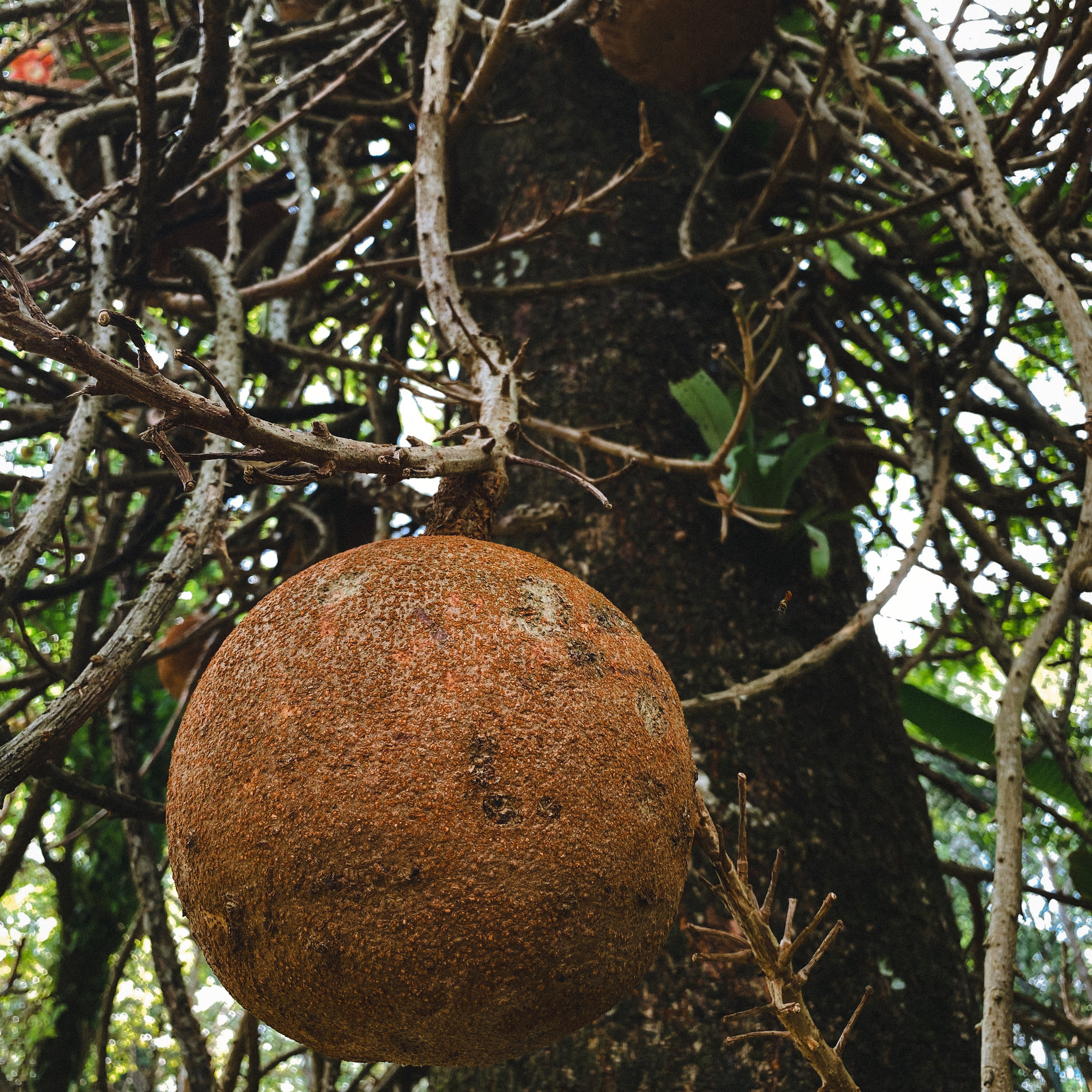 Ботанический сад • Perdana Botanical Gardens. Фотограф Катя Любина