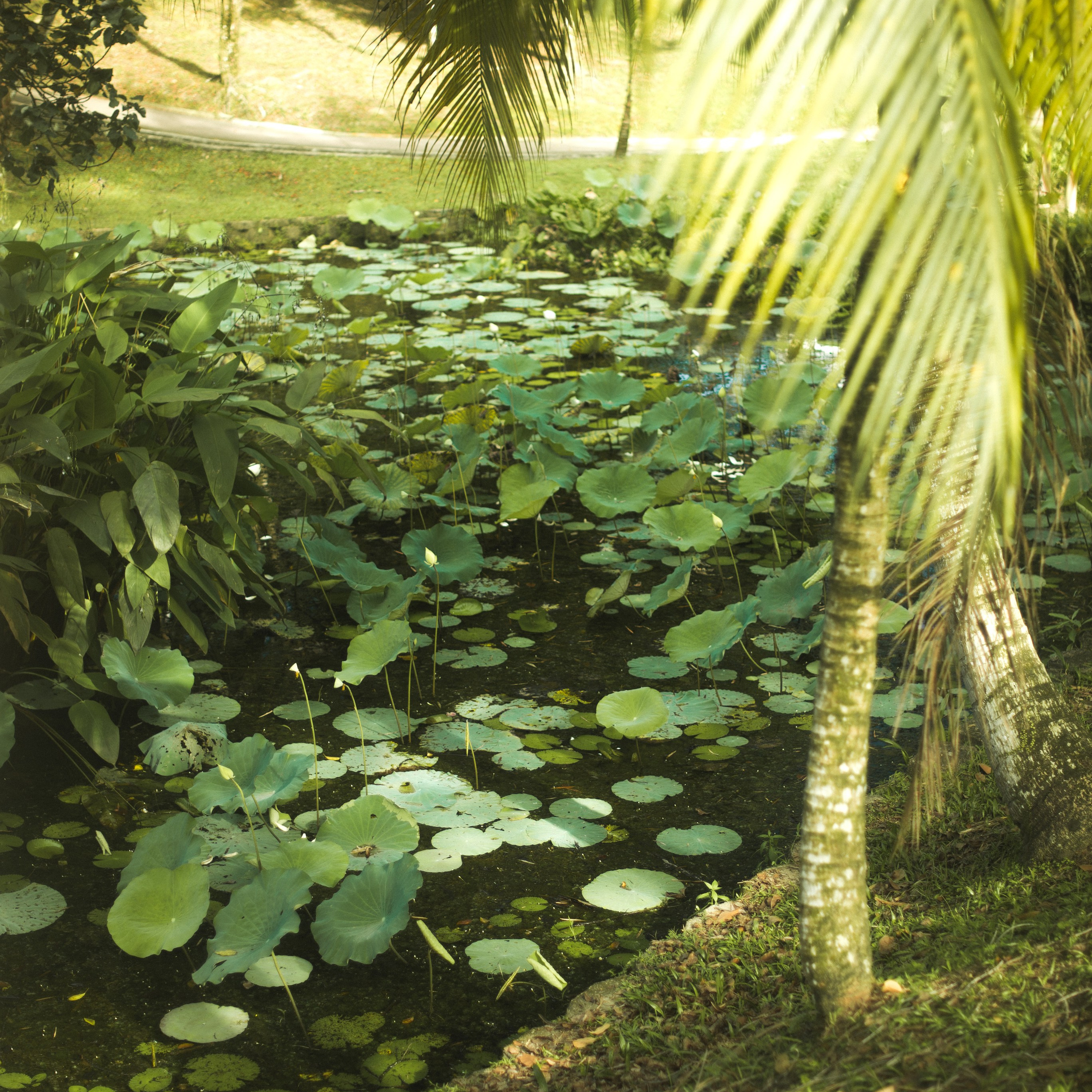 Ботанический сад • Perdana Botanical Gardens. Фотограф Катя Любина