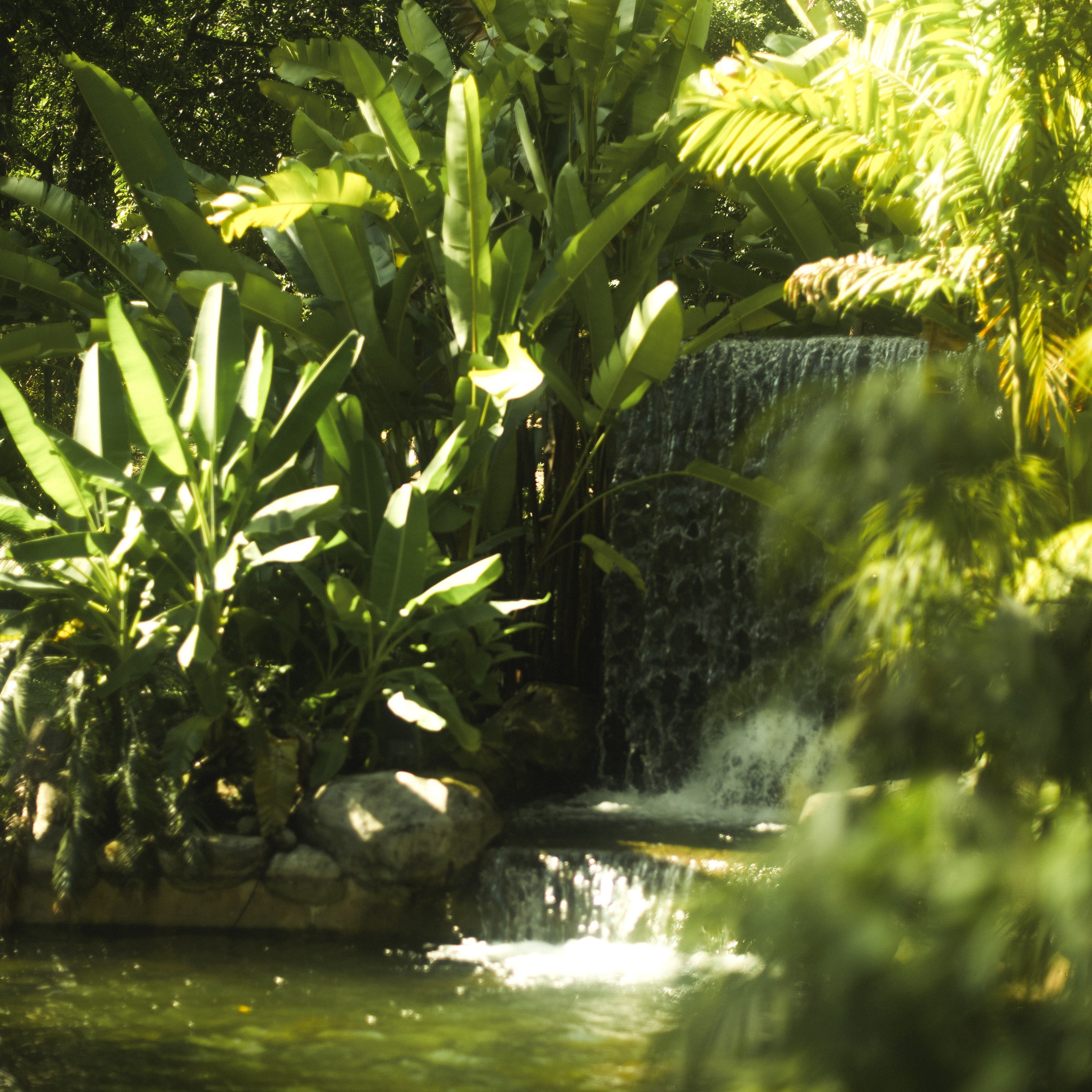 Ботанический сад • Perdana Botanical Gardens. Фотограф Катя Любина