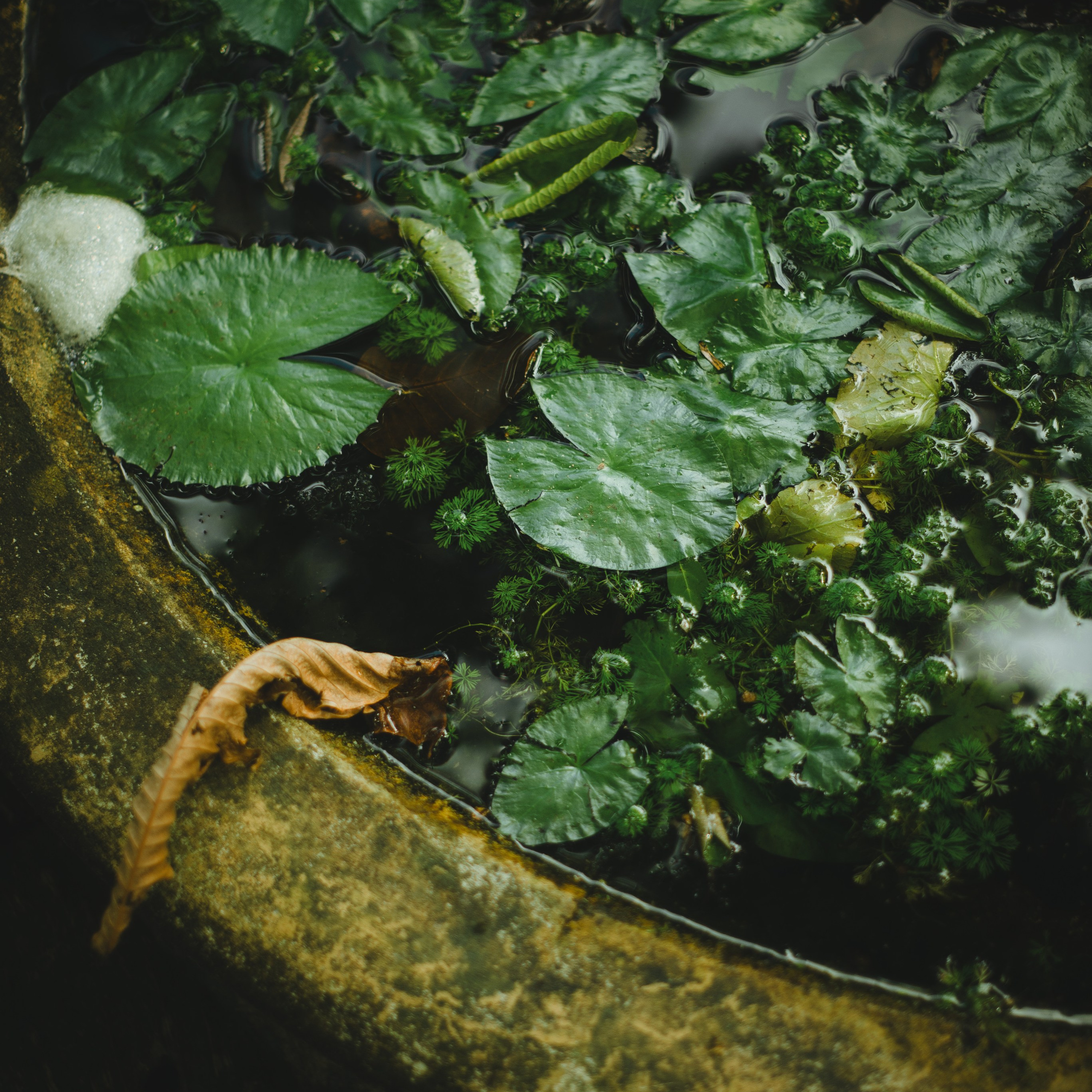 Ботанический сад • Perdana Botanical Gardens. Фотограф Катя Любина