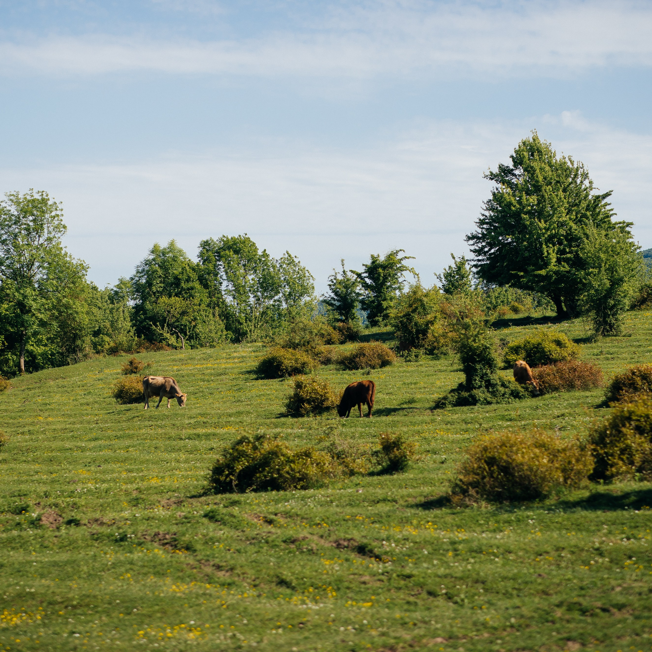 Каньон Псахо Галицино