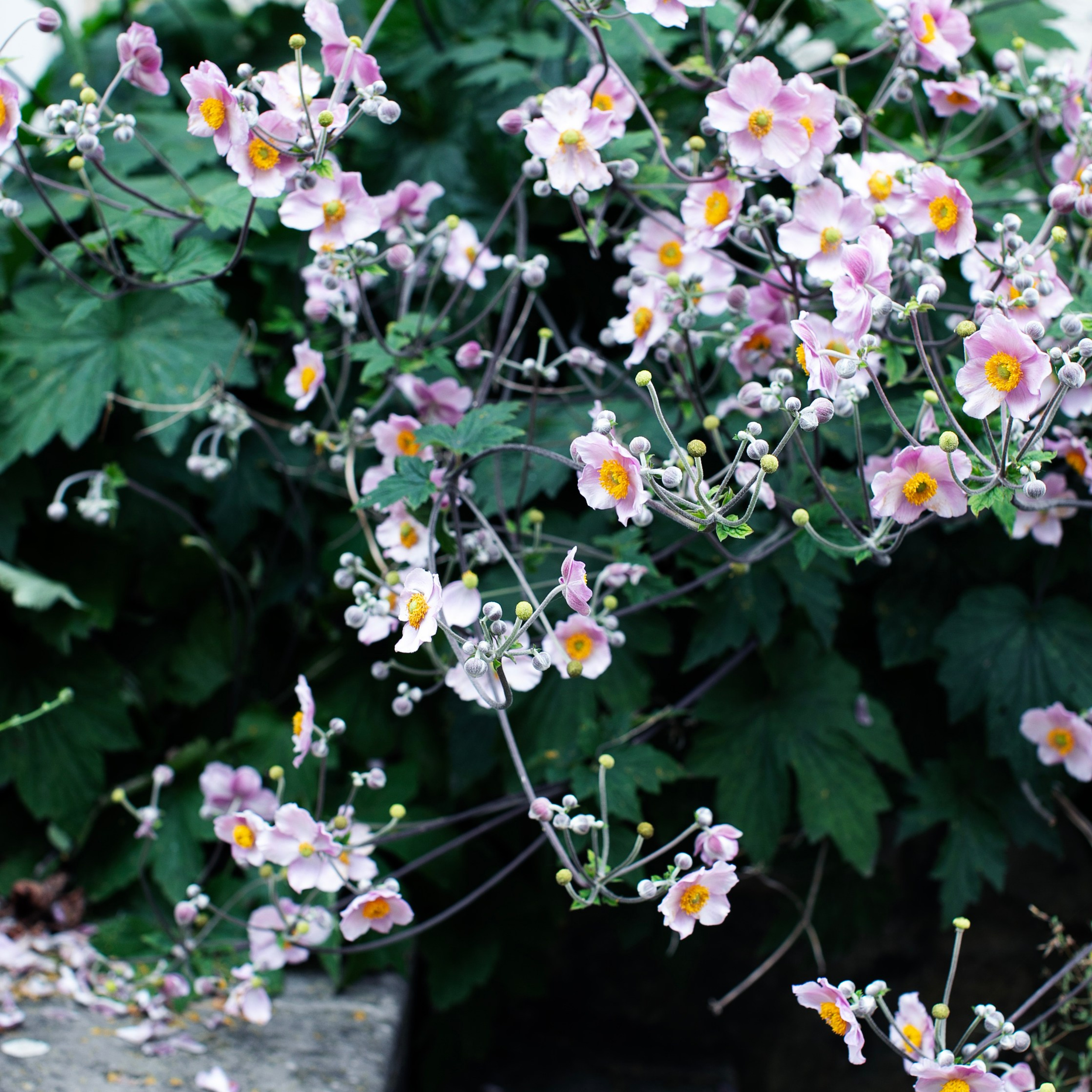 Франция'24: Париж-Жеверни-Руан-Этрета-Онфлер. Фотограф-портретист в Москве