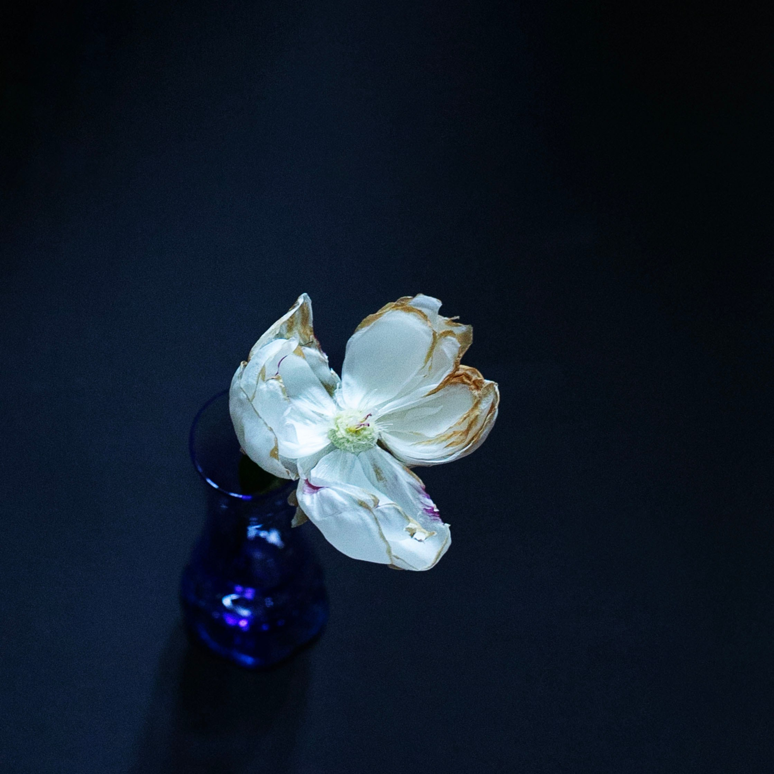 Предметы и цвет. Фотограф-портретист в Москве