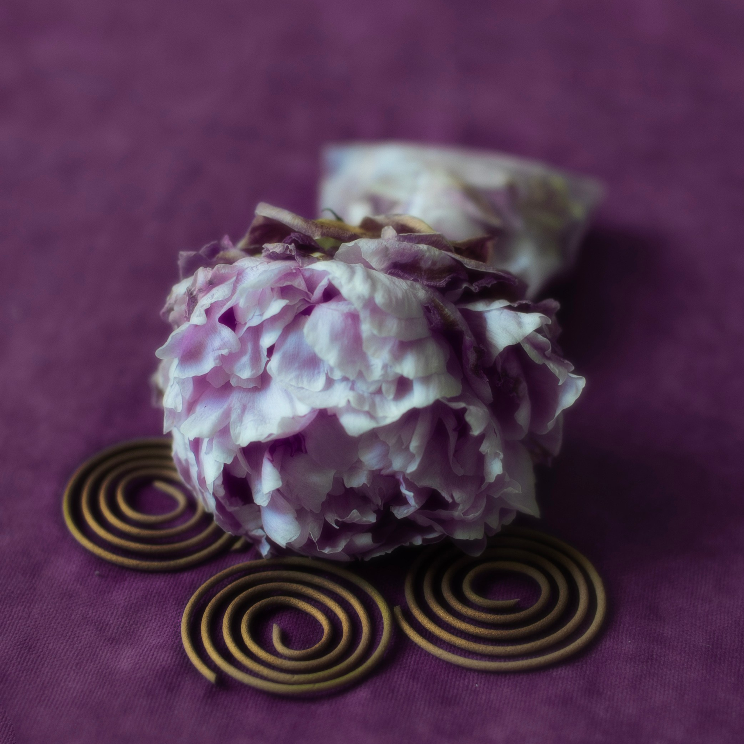 Предметы и цвет. Фотограф-портретист в Москве