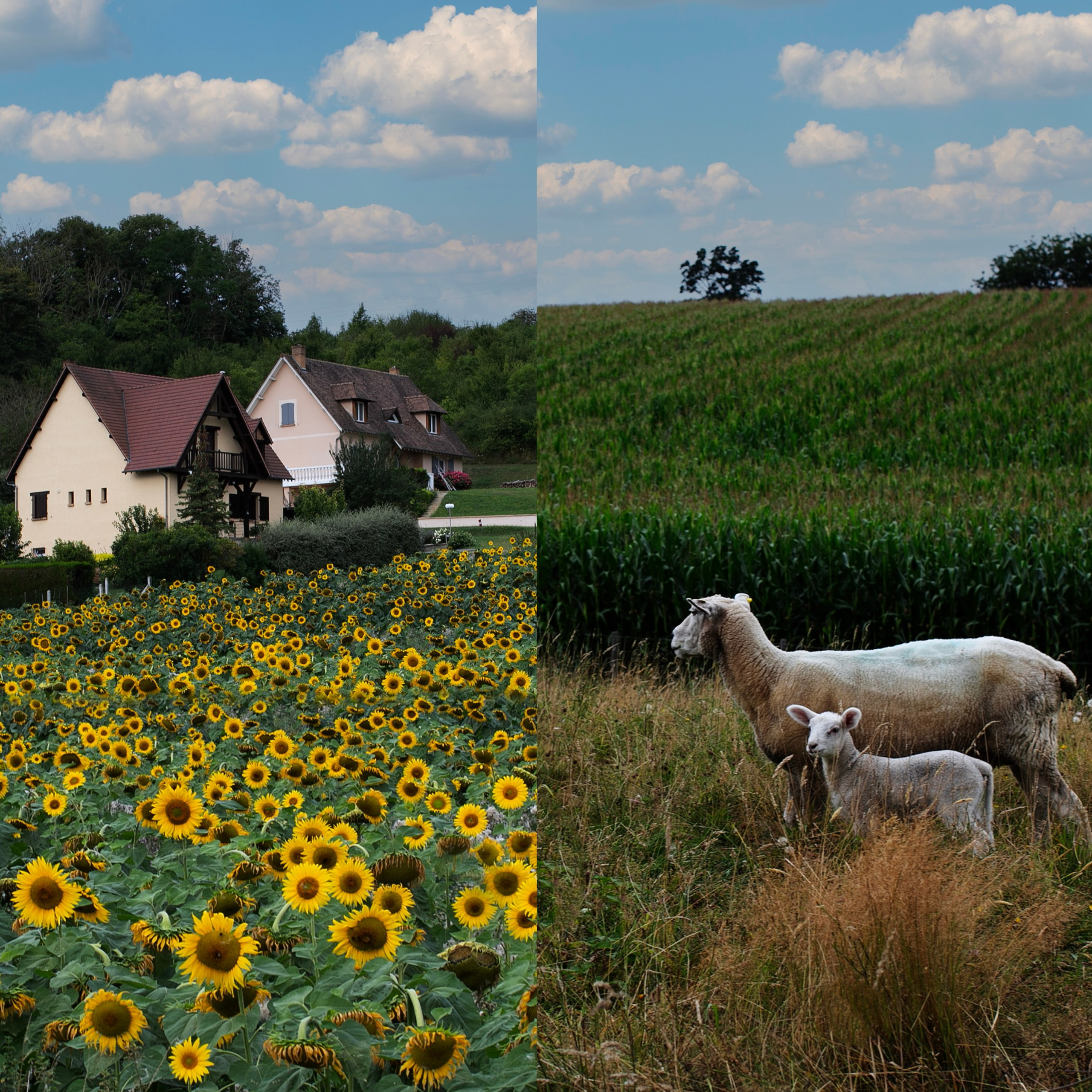 Франция'24: Париж-Жеверни-Руан-Этрета-Онфлер. Фотограф-портретист в Москве