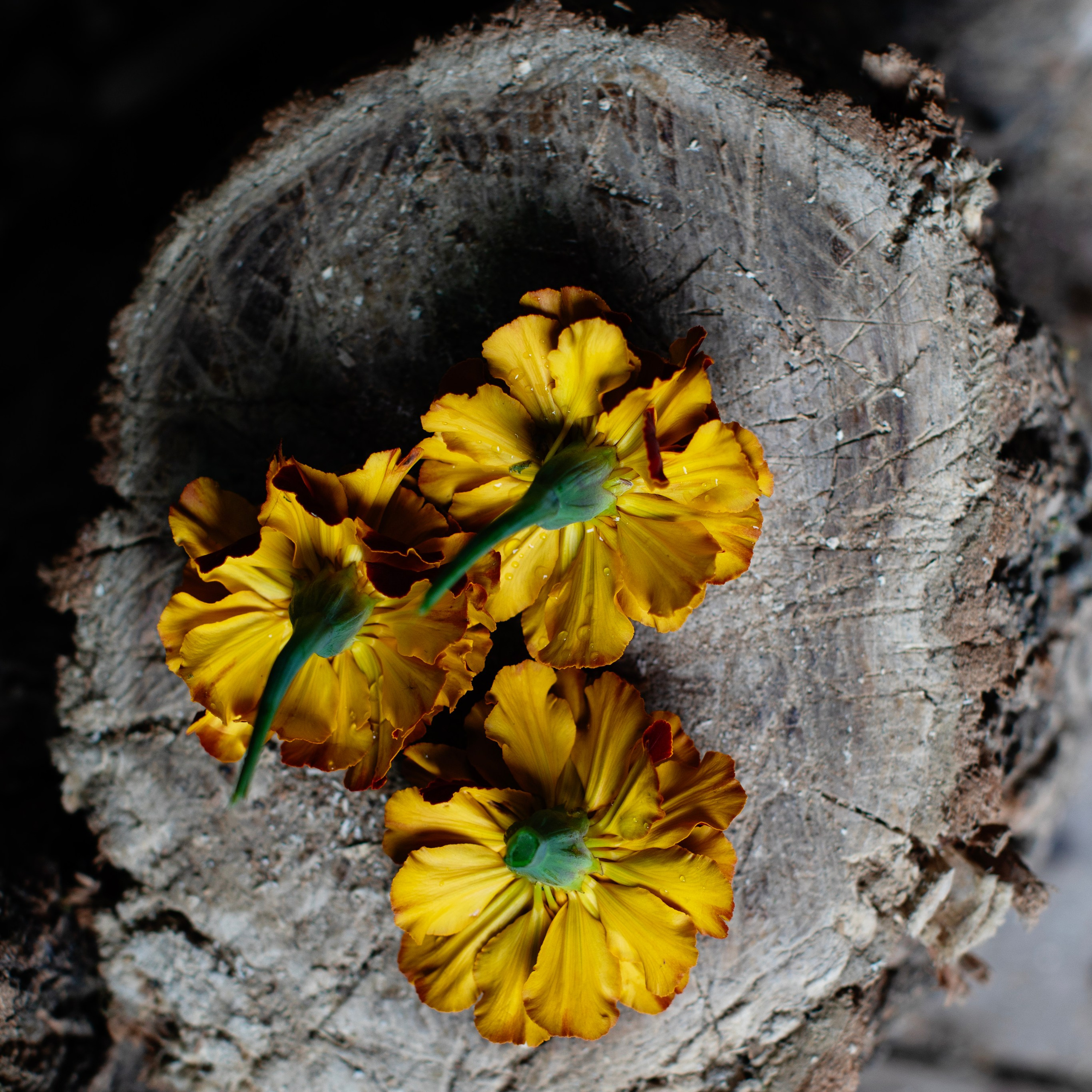 Предметы и цвет. Фотограф-портретист в Москве