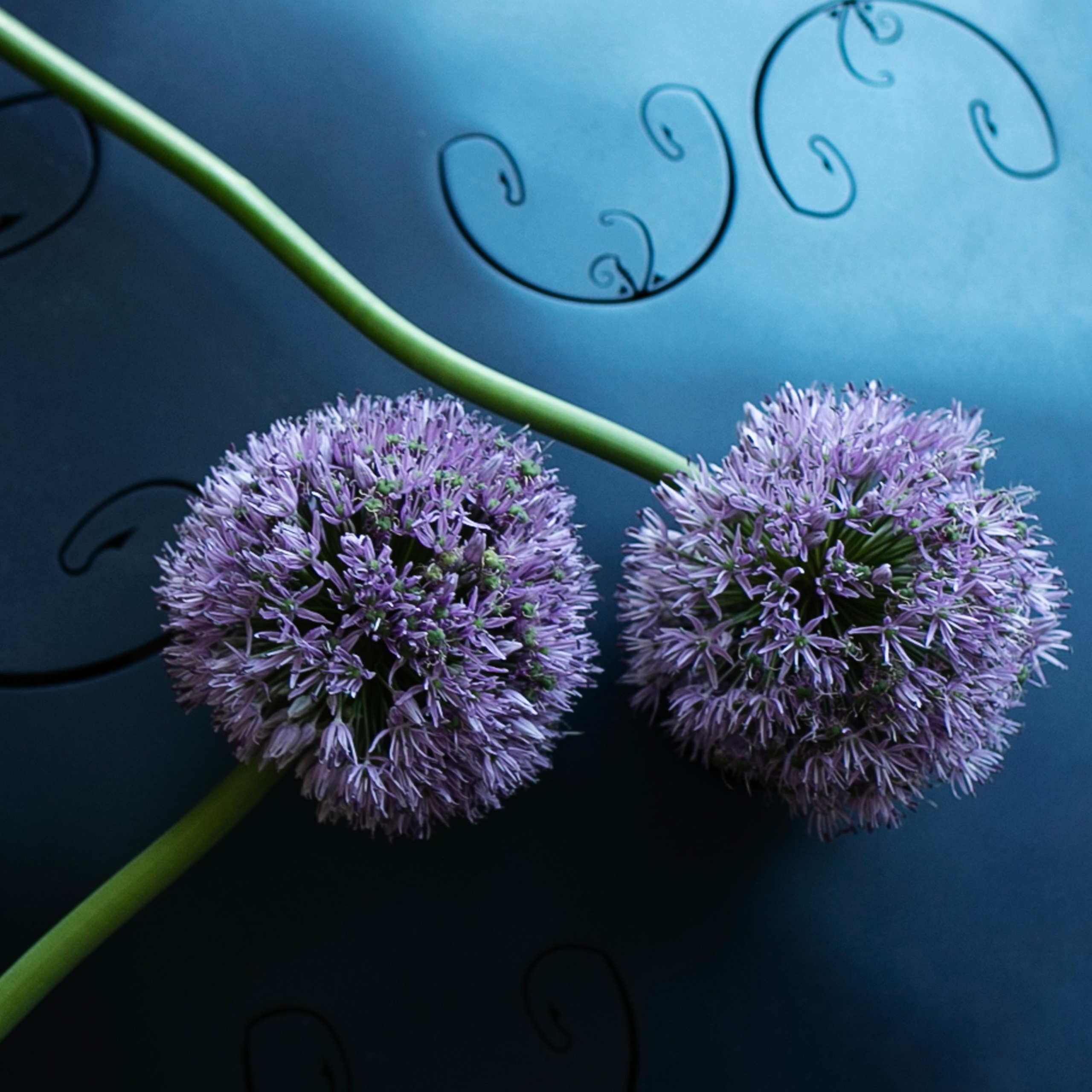 Предметы и цвет. Фотограф-портретист в Москве