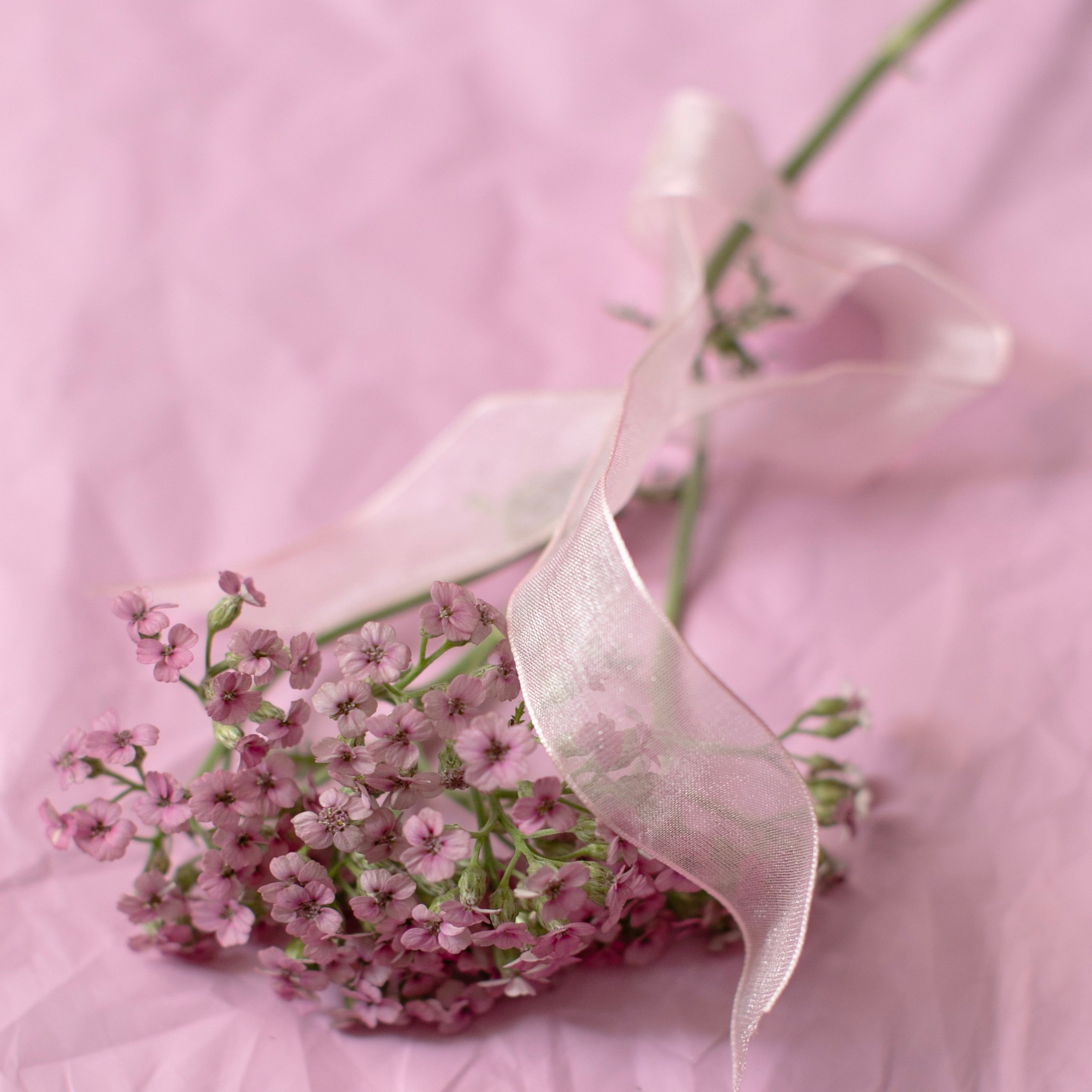 Предметы и цвет. Фотограф-портретист в Москве