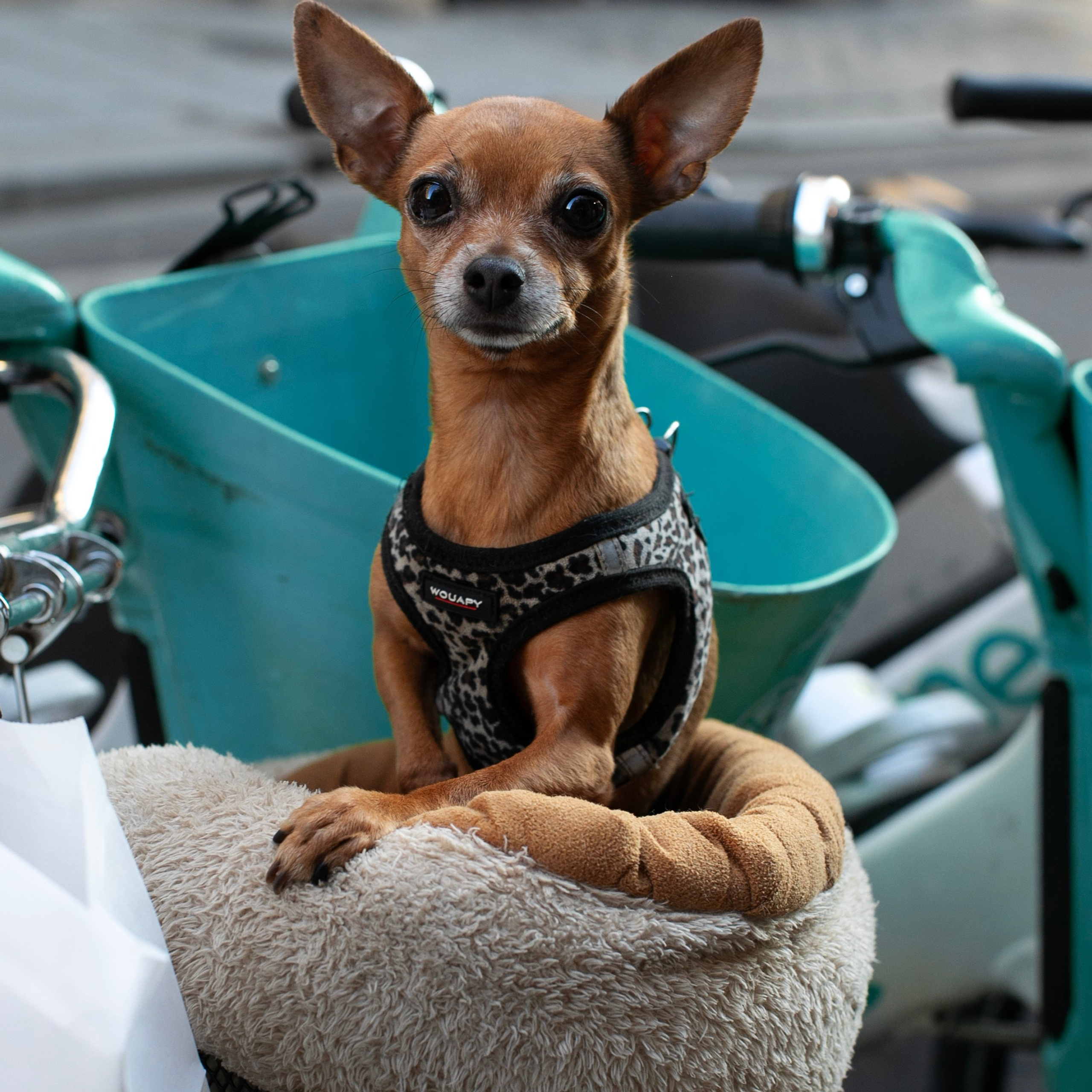 Франция'24: Париж-Жеверни-Руан-Этрета-Онфлер. Фотограф-портретист в Москве