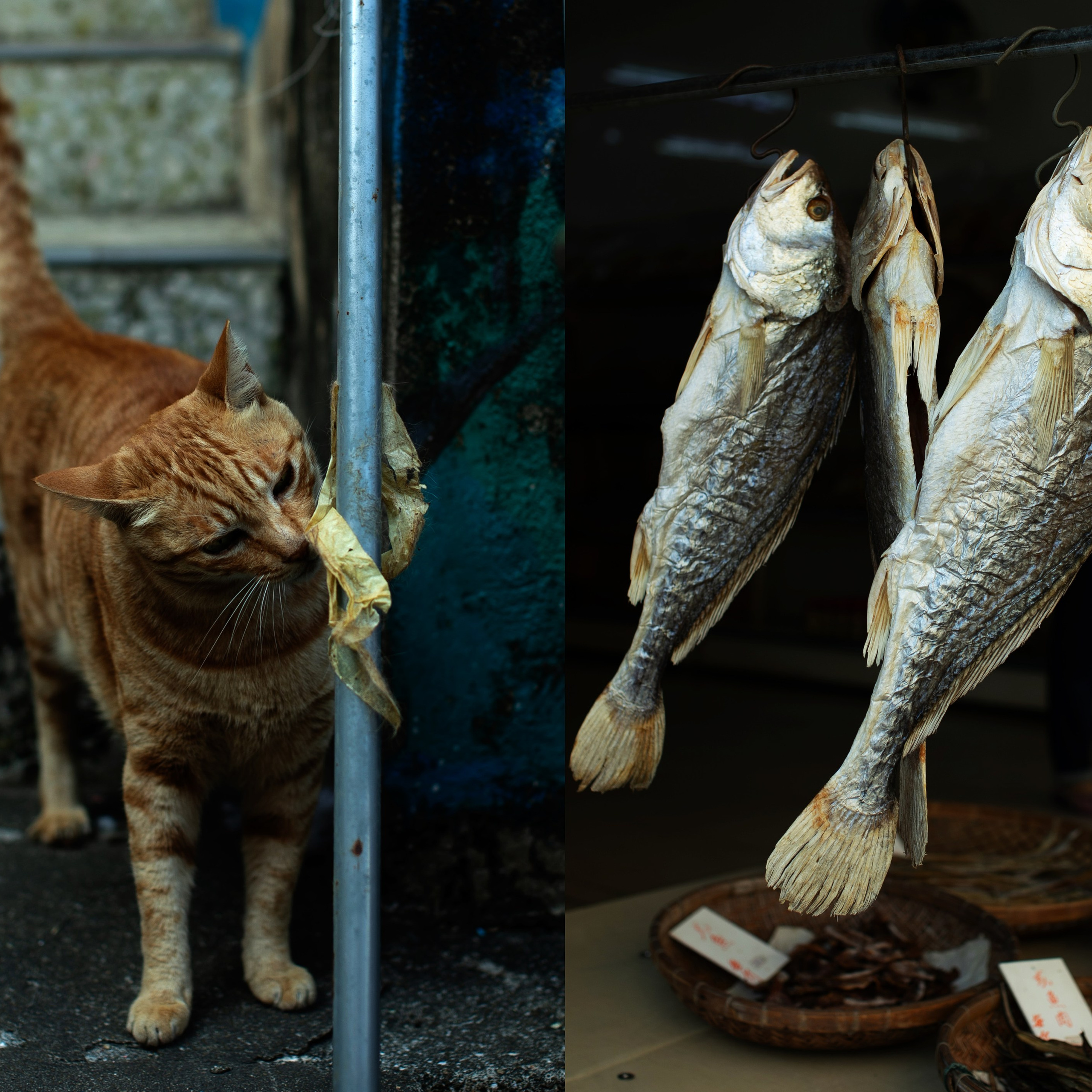 Гонконг'24. Фотограф-портретист в Москве