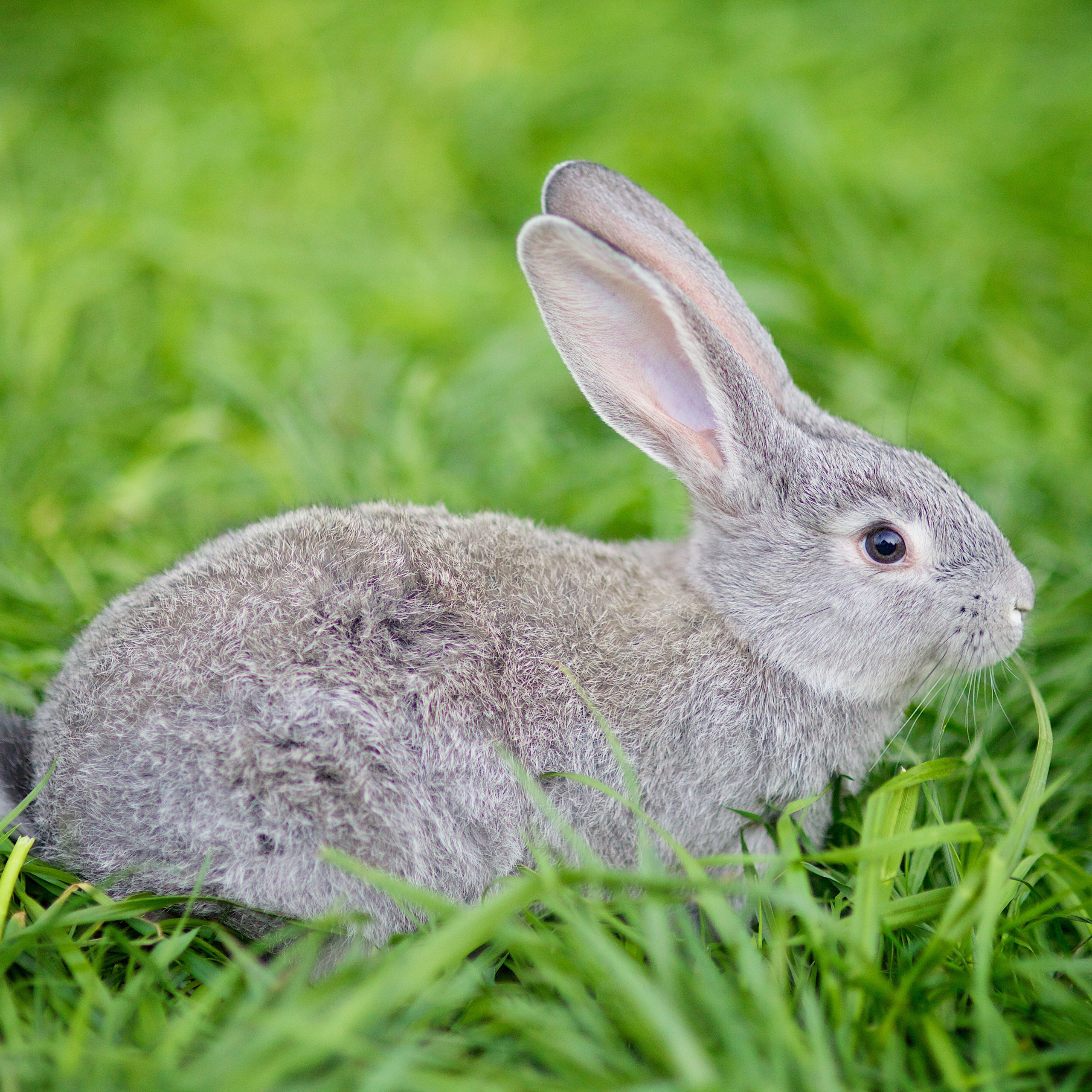 Съёмка животных. Фотохудожник Наталия Кирсанова