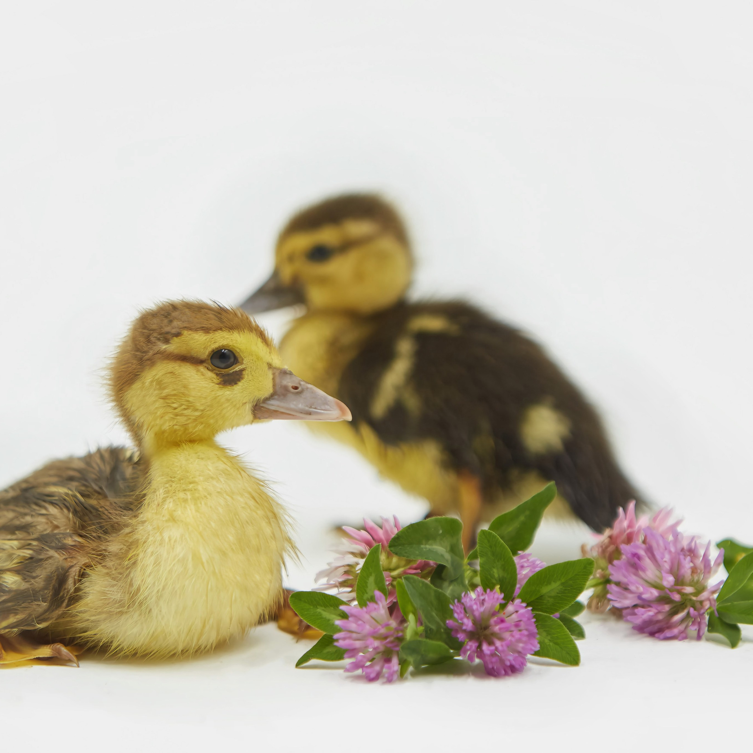 Съёмка животных. Фотохудожник Наталия Кирсанова