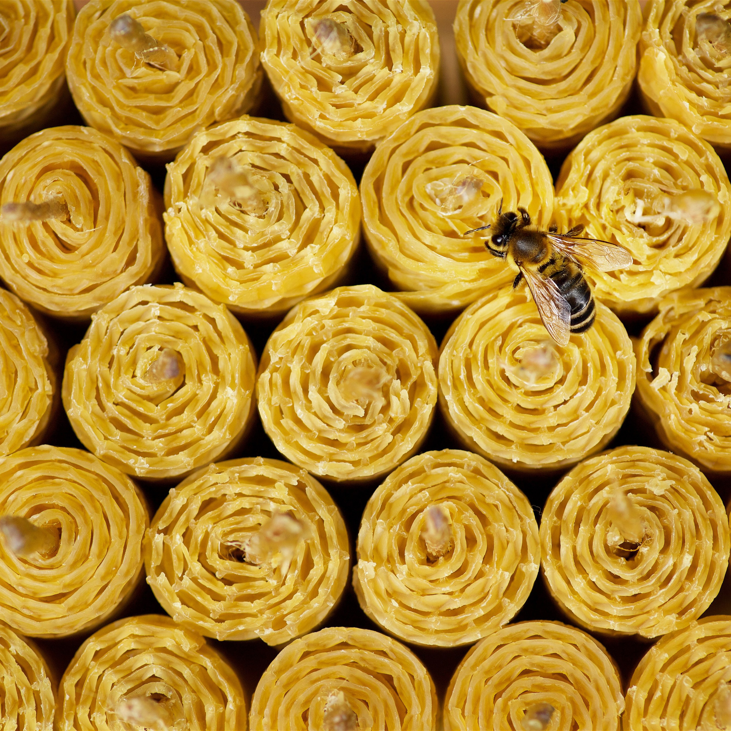 Предметная съёмка. Фотохудожник Наталия Кирсанова