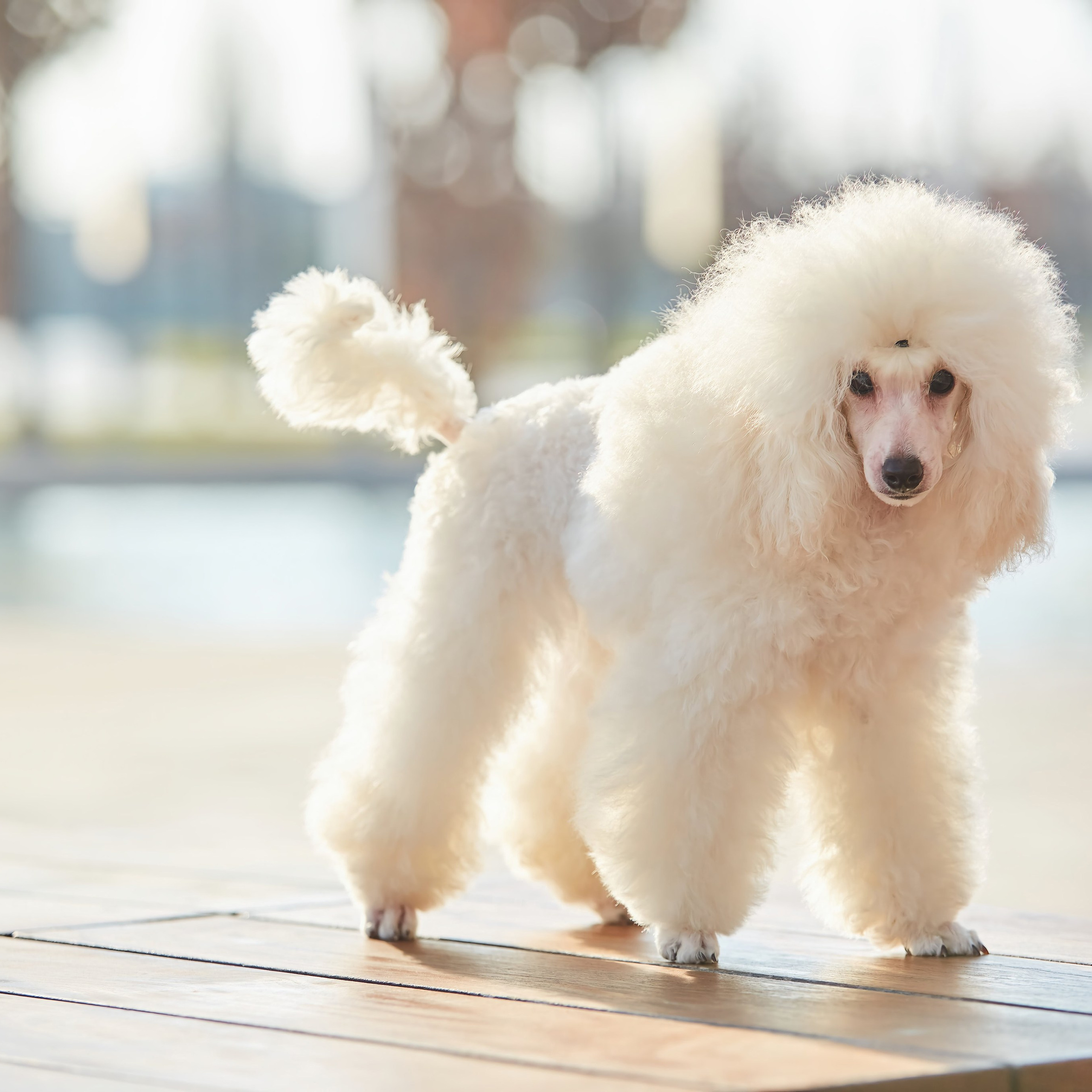 Съёмка животных. Фотохудожник Наталия Кирсанова