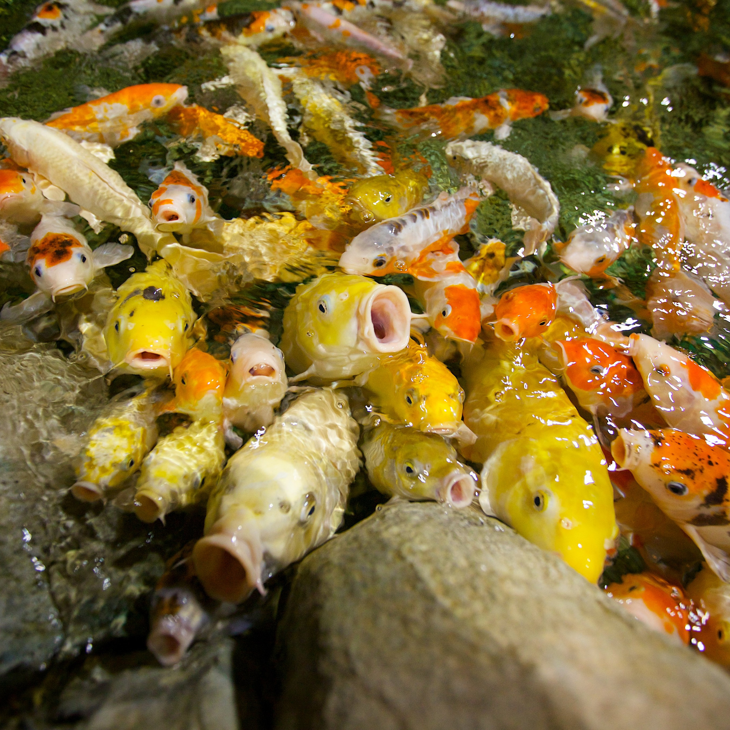 Съёмка животных. Фотохудожник Наталия Кирсанова