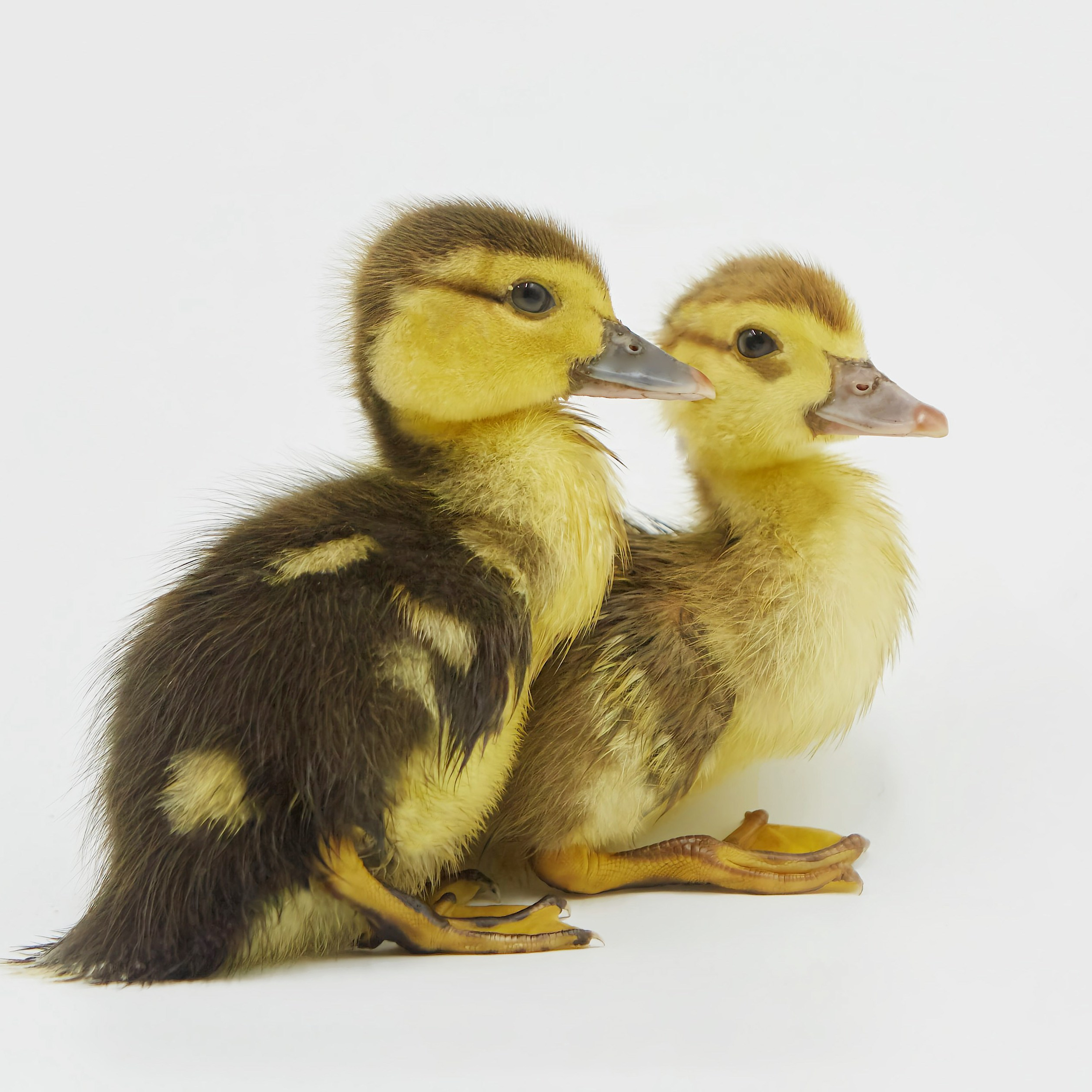 Съёмка животных. Фотохудожник Наталия Кирсанова