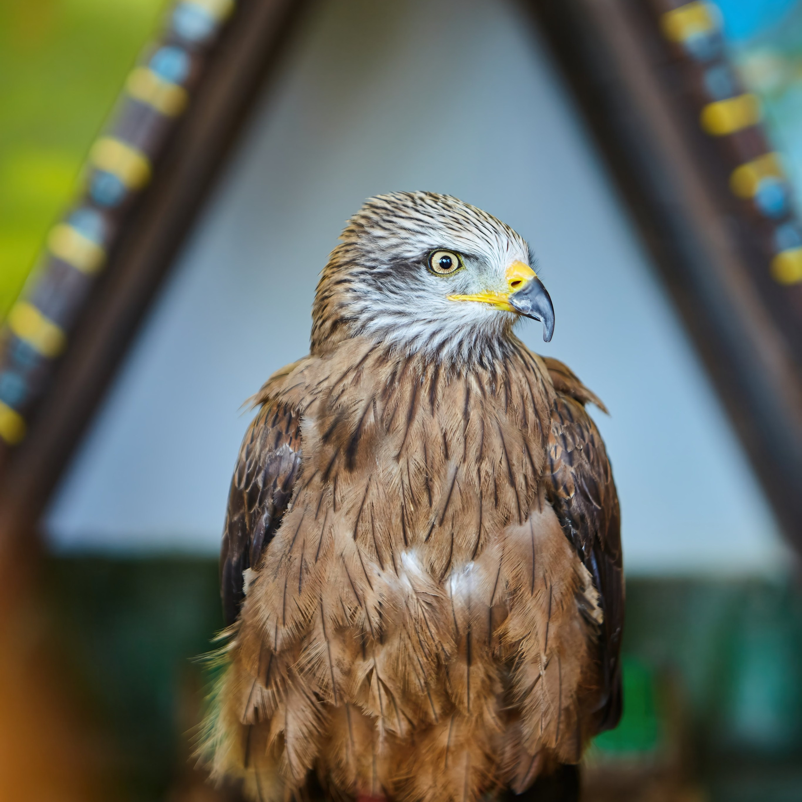 Съёмка животных. Фотохудожник Наталия Кирсанова