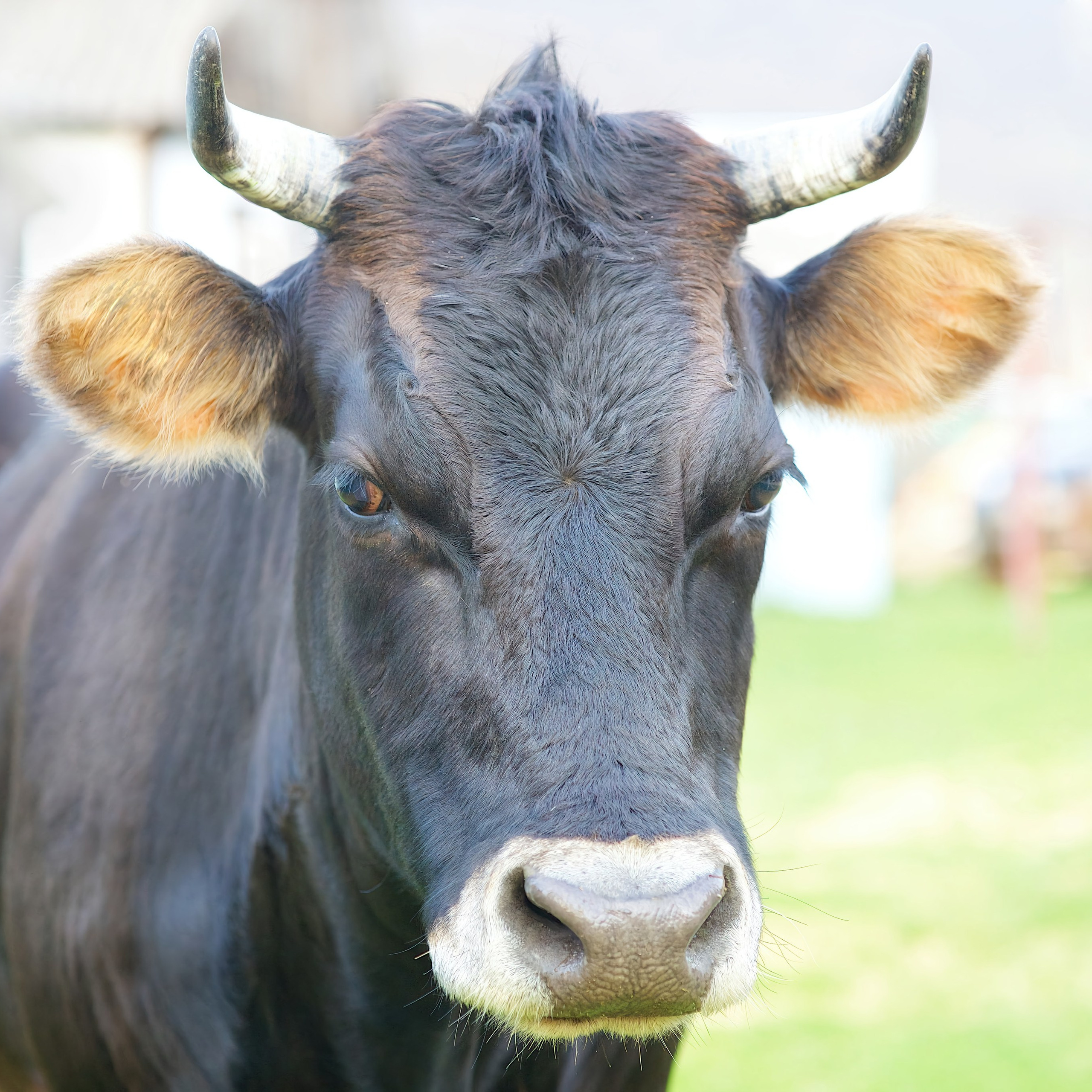 Съёмка животных. Фотохудожник Наталия Кирсанова