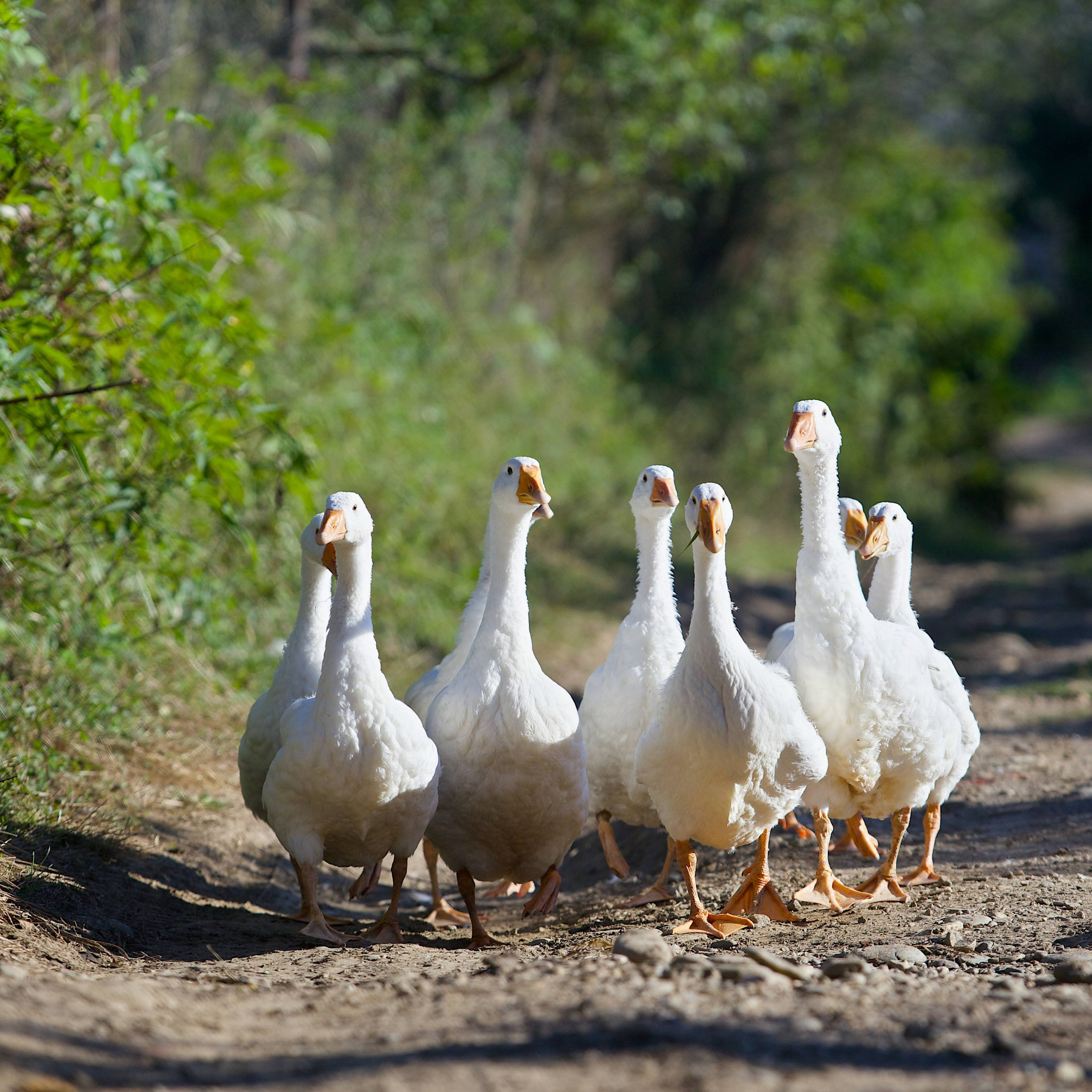 Съёмка животных. Фотохудожник Наталия Кирсанова