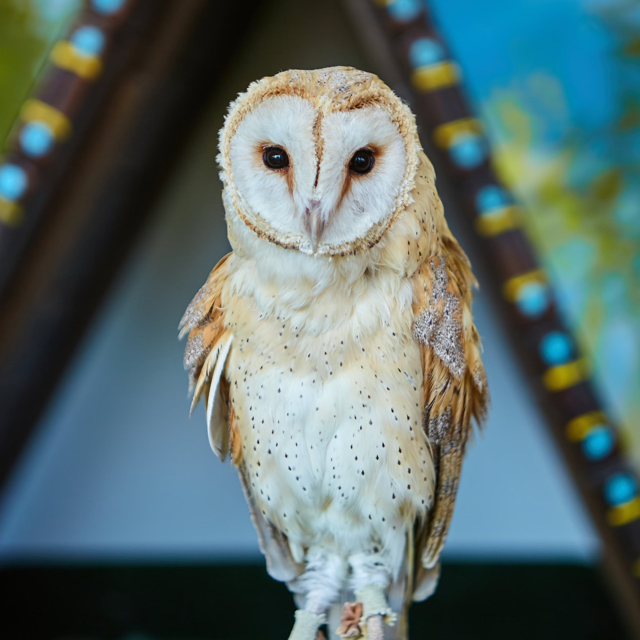 Съёмка животных. Фотохудожник Наталия Кирсанова