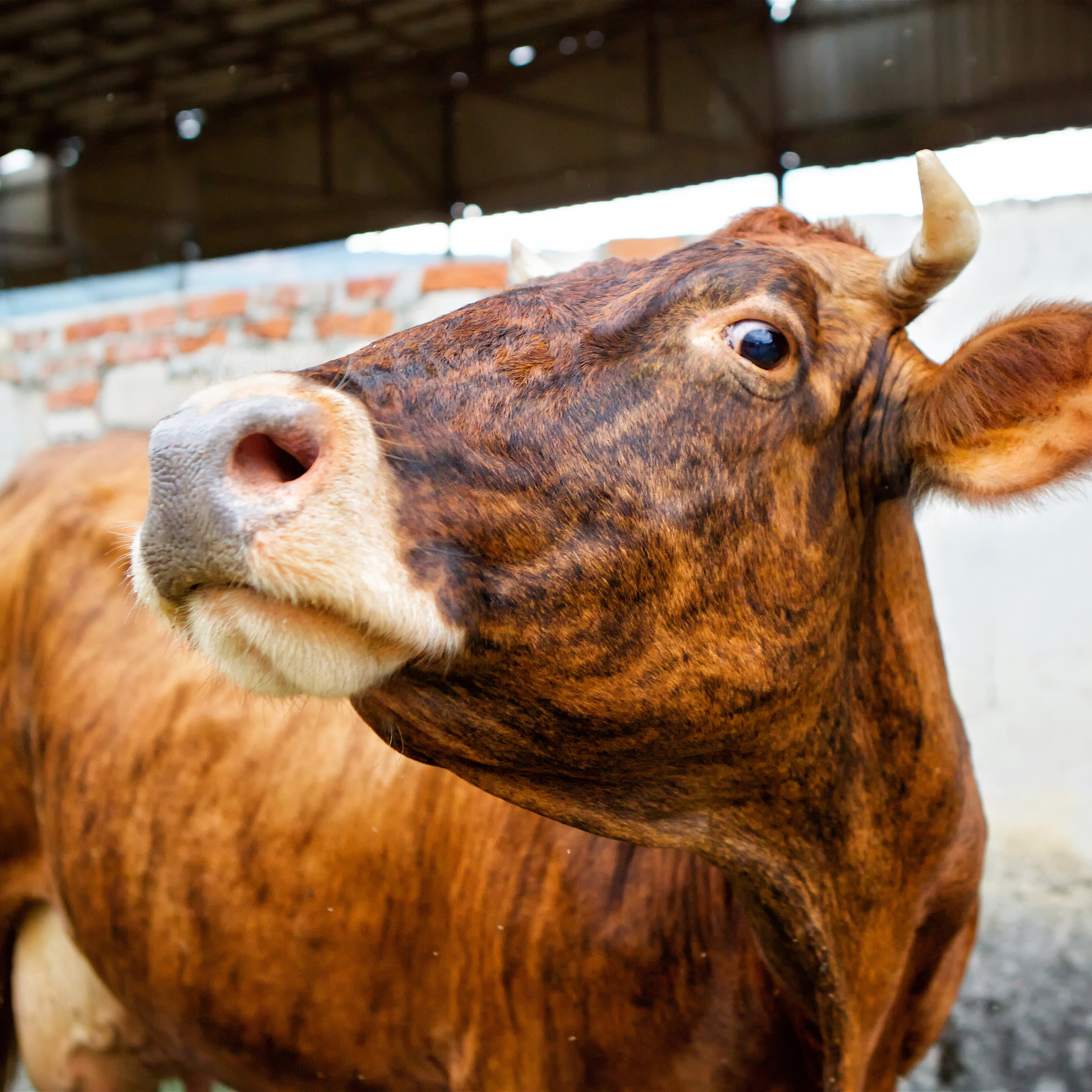 Съёмка животных. Фотохудожник Наталия Кирсанова