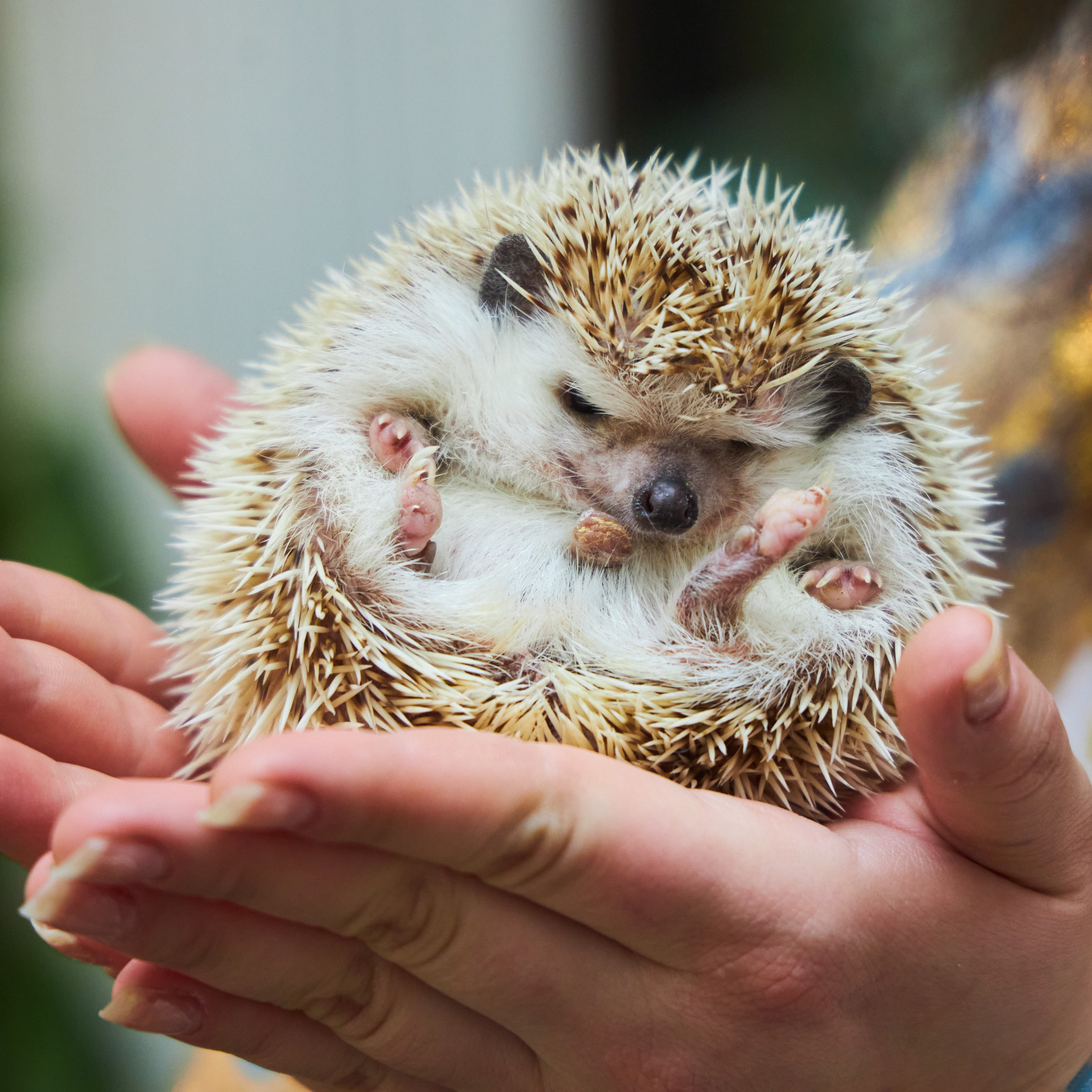 Съёмка животных. Фотохудожник Наталия Кирсанова