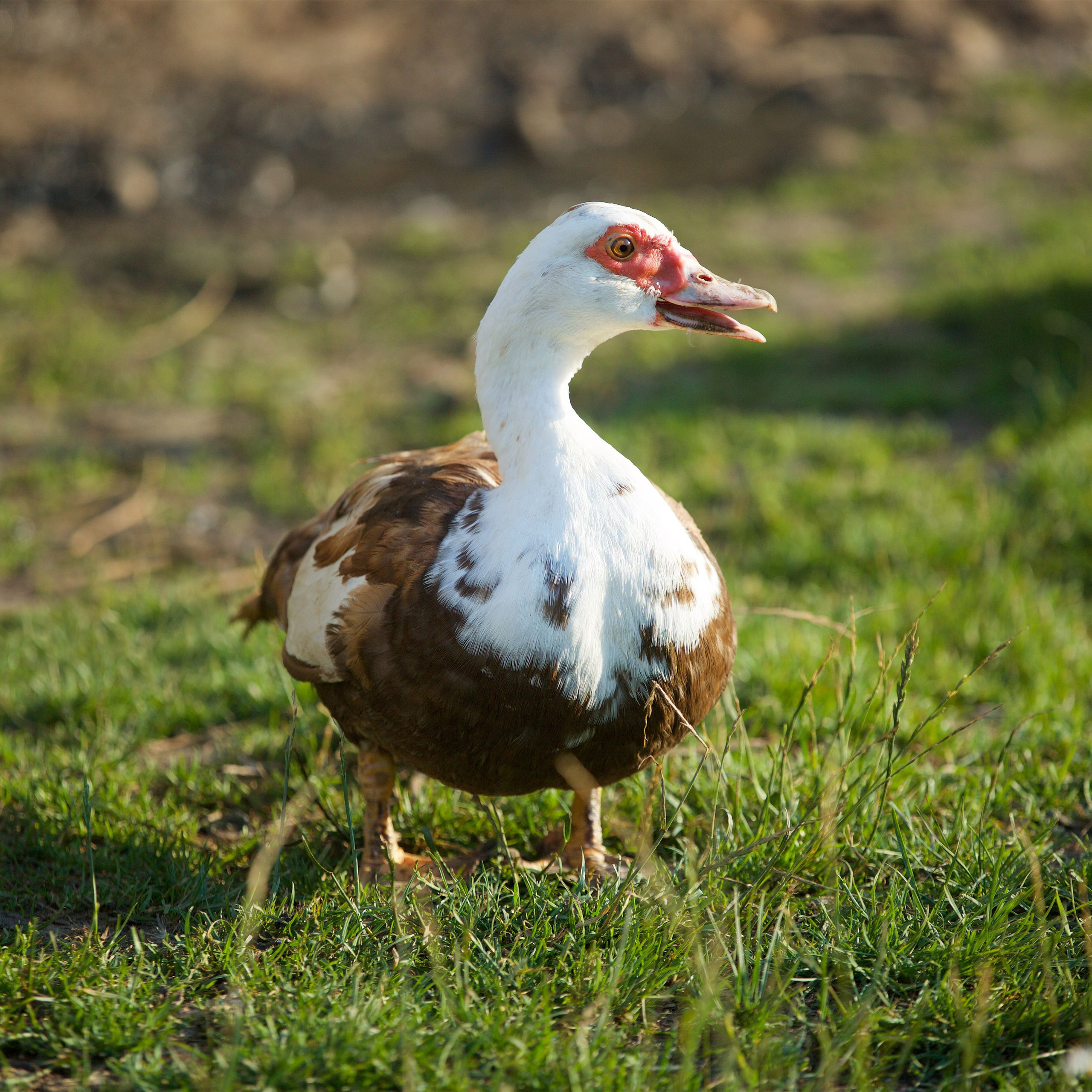 Съёмка животных. Фотохудожник Наталия Кирсанова