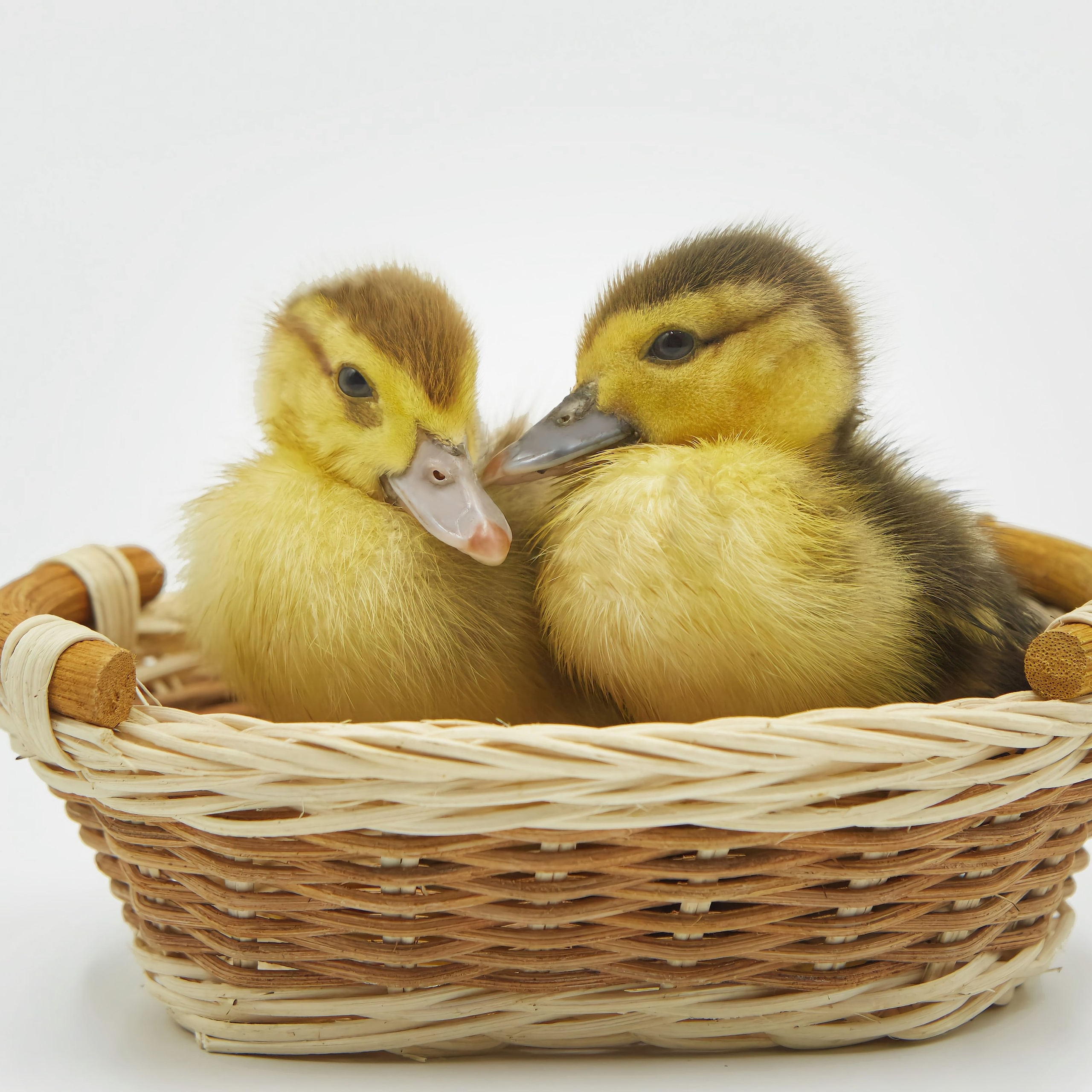 Съёмка животных. Фотохудожник Наталия Кирсанова