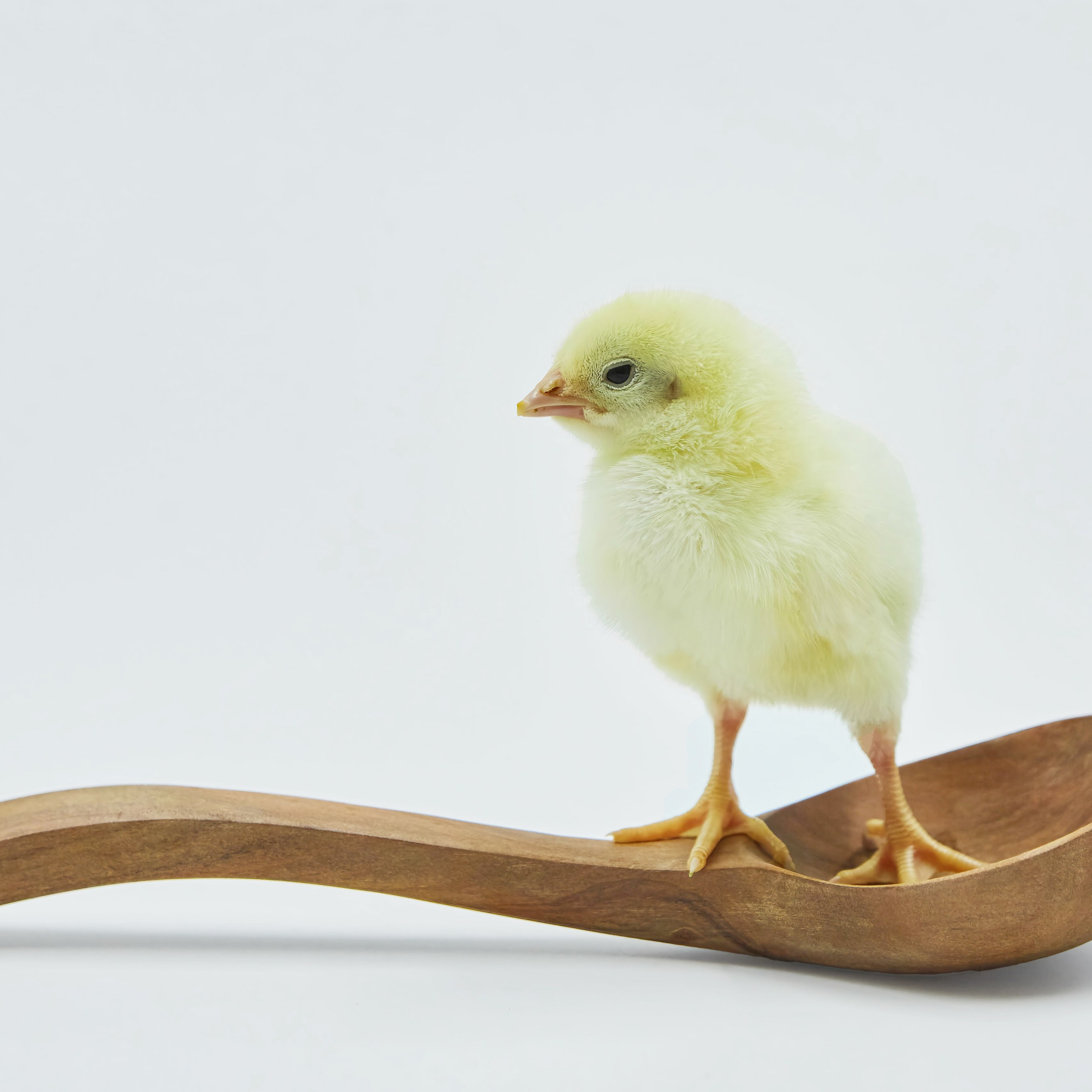 Съёмка животных. Фотохудожник Наталия Кирсанова