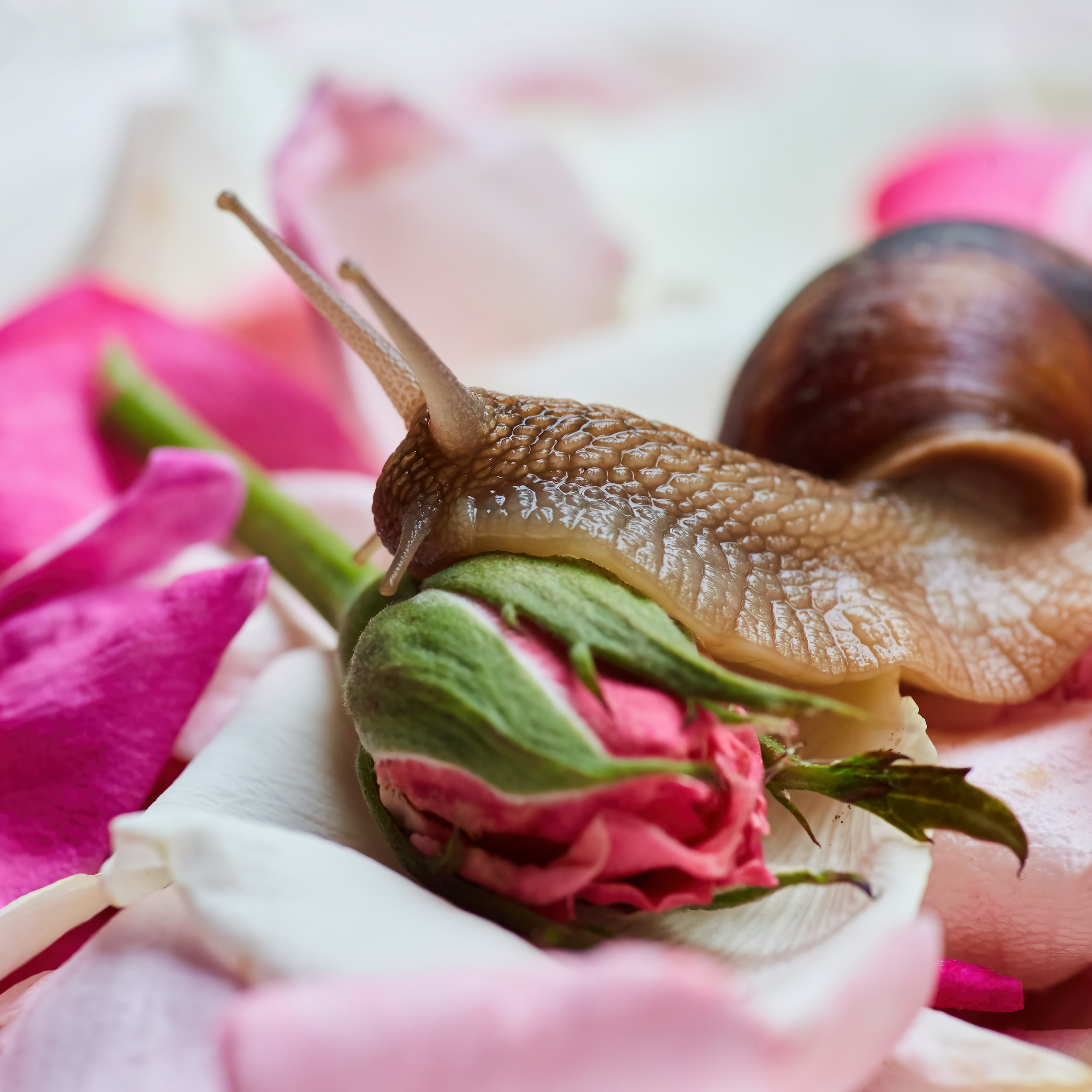 Съёмка животных. Фотохудожник Наталия Кирсанова